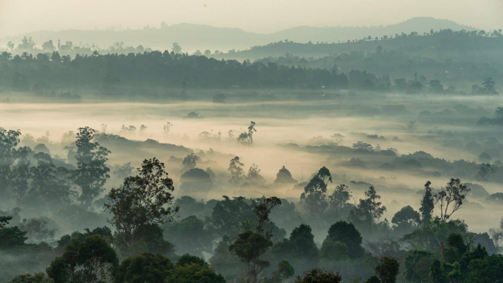 Voyageurs au Cameroun devant un paysage de forêt tropicale