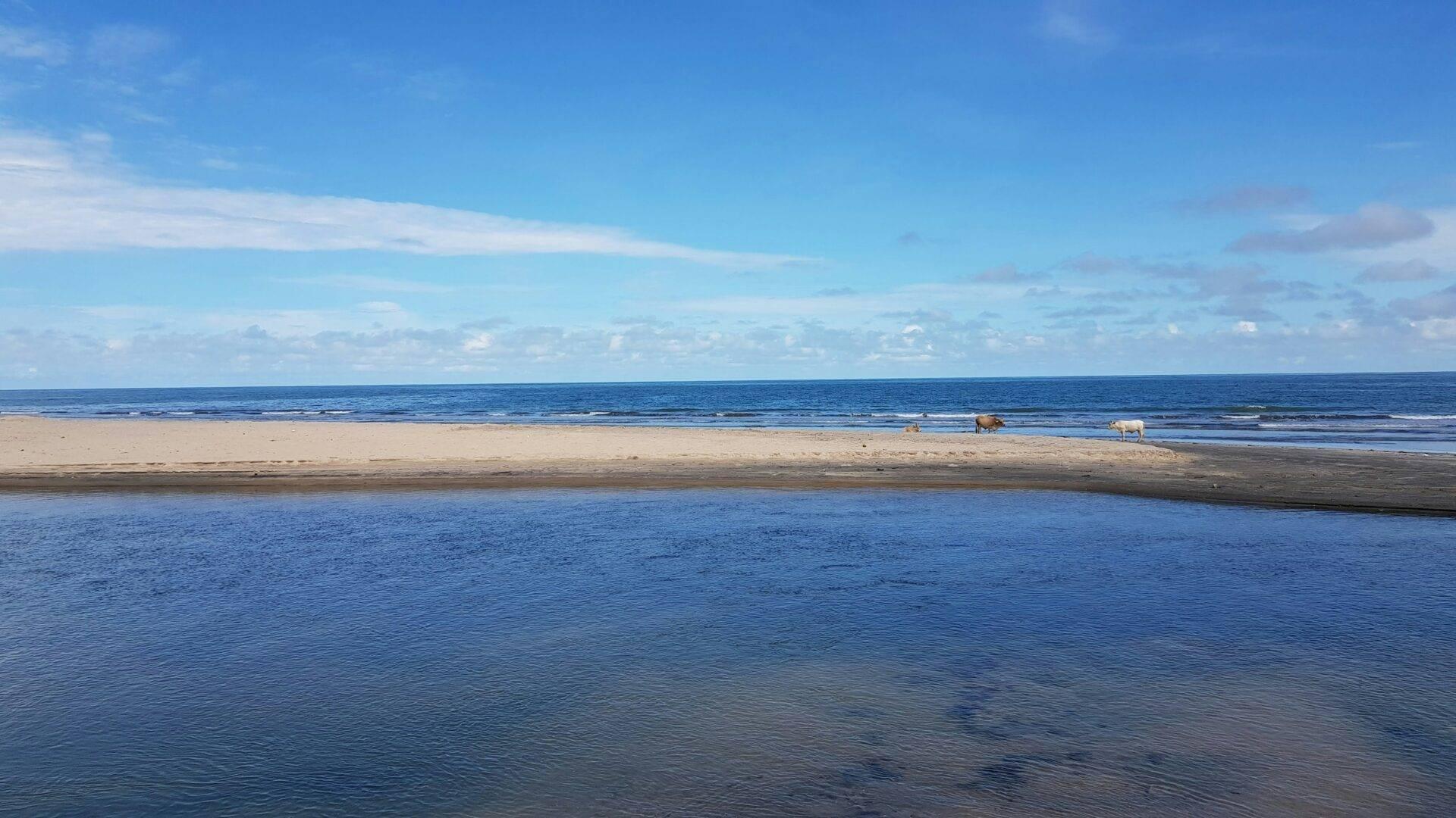 Una spiaggia di sabbia bianca con un estuario poco profondo in primo piano, cavalli al pascolo e cielo sereno