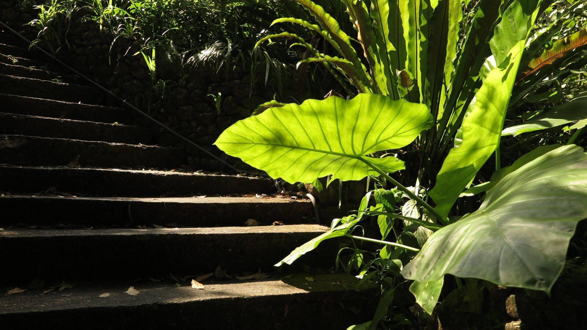 Escalier ombragé entouré de végétation tropicale luxuriante avec grandes feuilles vertes illuminées par le soleil