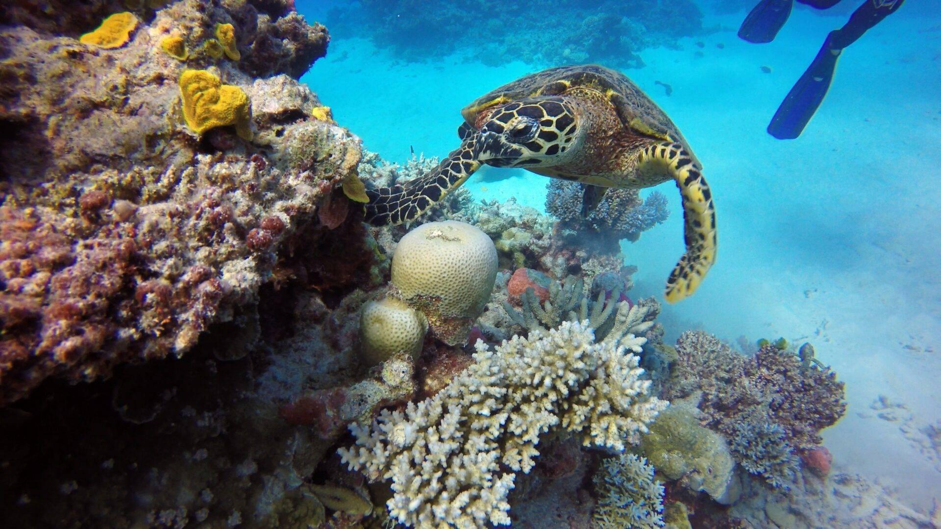Una tortuga marina verde se alimenta entre los coloridos corales de un arrecife tropical