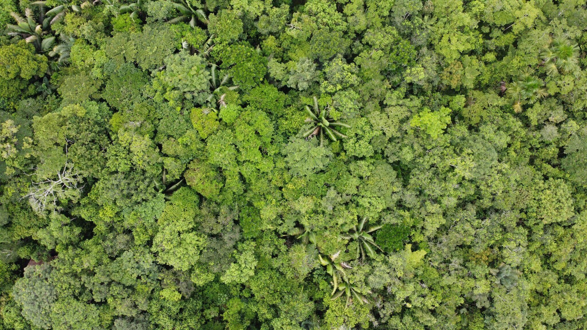 Vue aérienne d’une forêt tropicale dense avec palmiers et végétation luxuriante