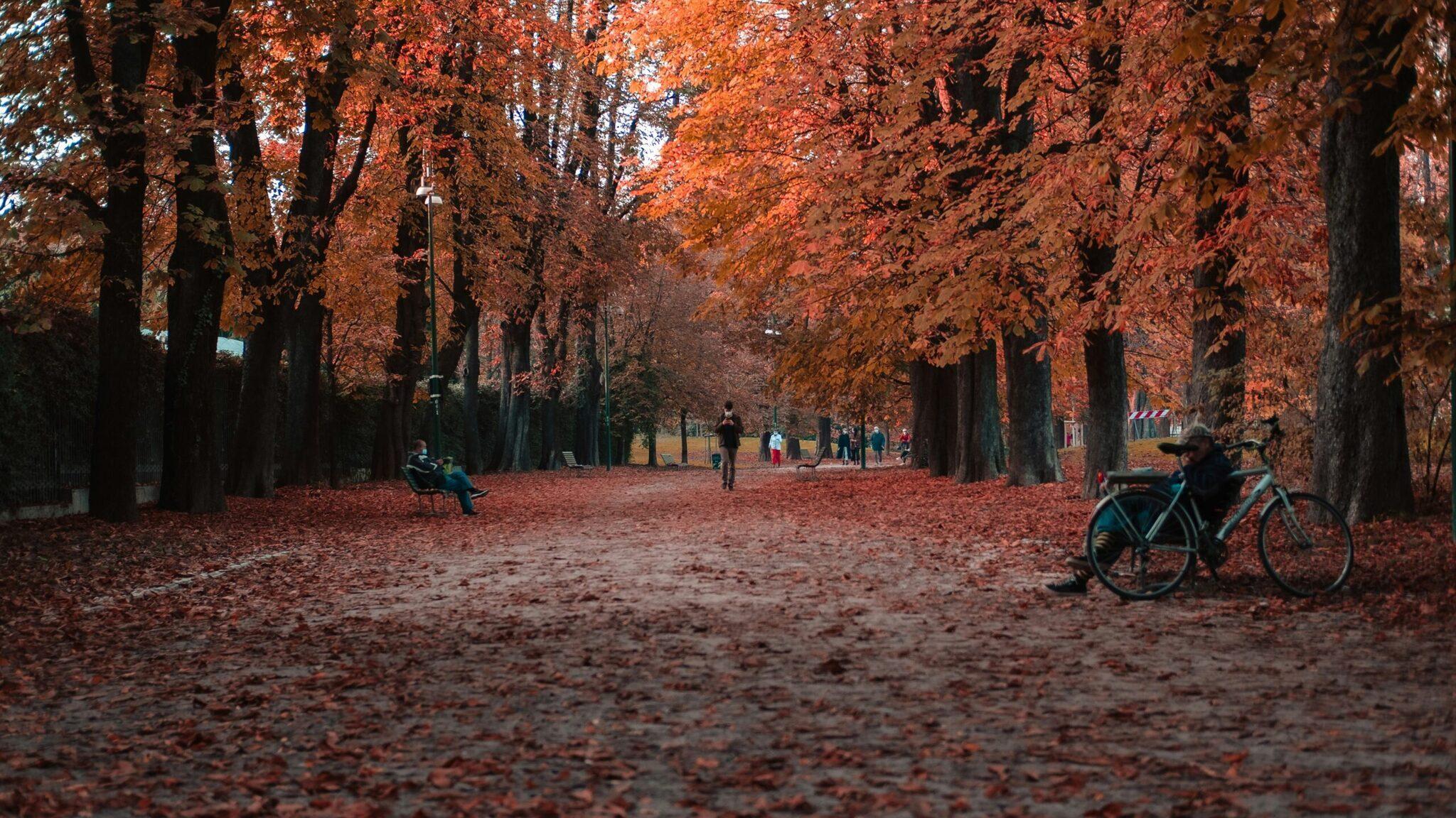 Une allée arborée d’automne bordée de grands arbres aux feuilles rouges et orangées avec quelques promeneurs et un cycliste
