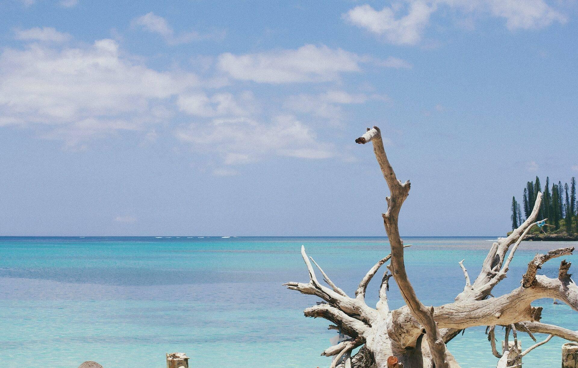 Un tronc d’arbre blanchi face à une mer turquoise avec des pins en arrière-plan sous un ciel bleu nuageux