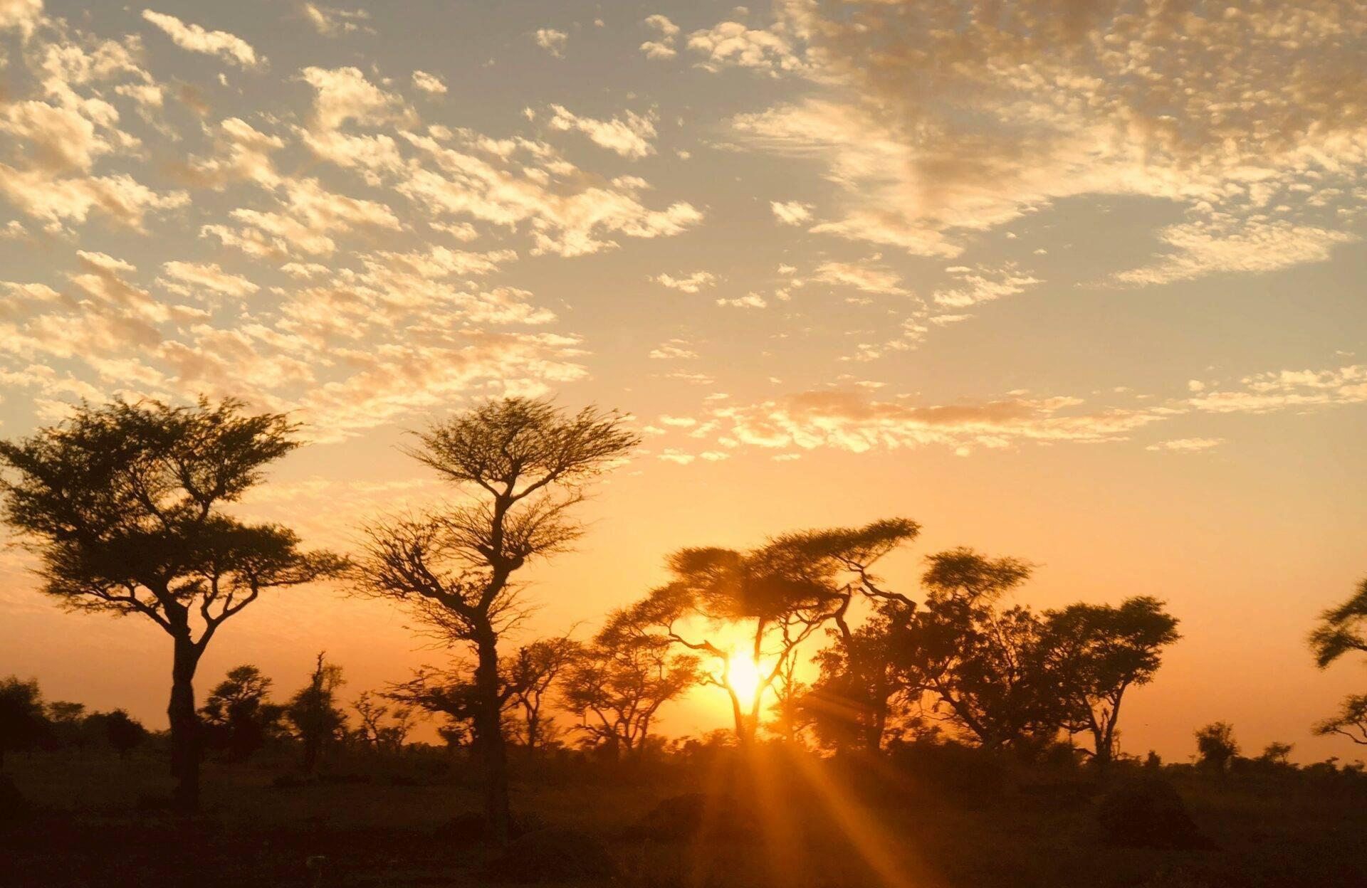 Tramonto sulla savana con acacie e baobab stagliate contro il cielo arancione