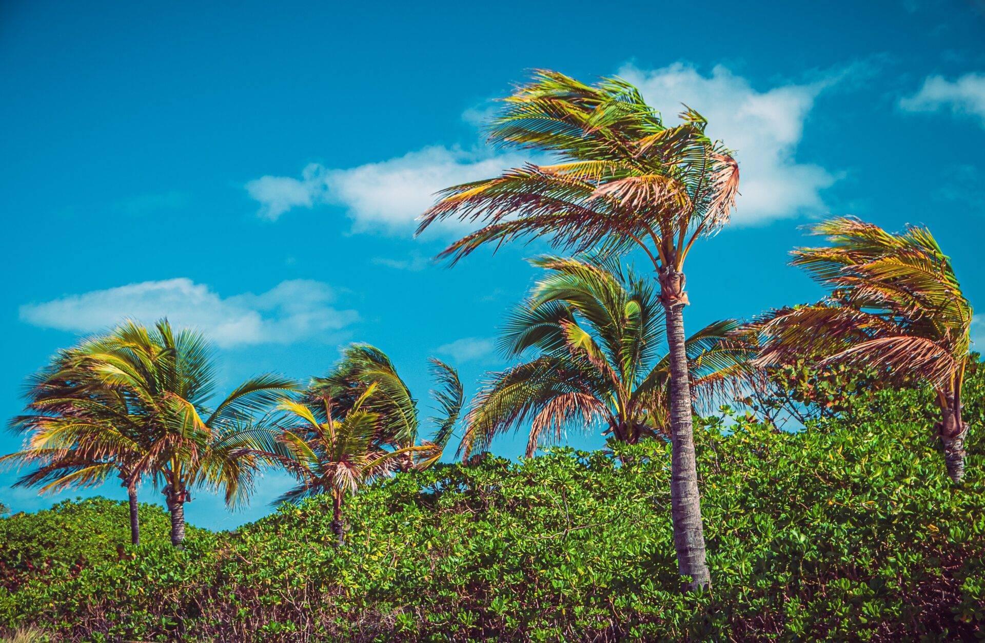 Palmeras agitadas por el viento bajo un cielo azul con manglares verdes al fondo, paisaje tropical costero