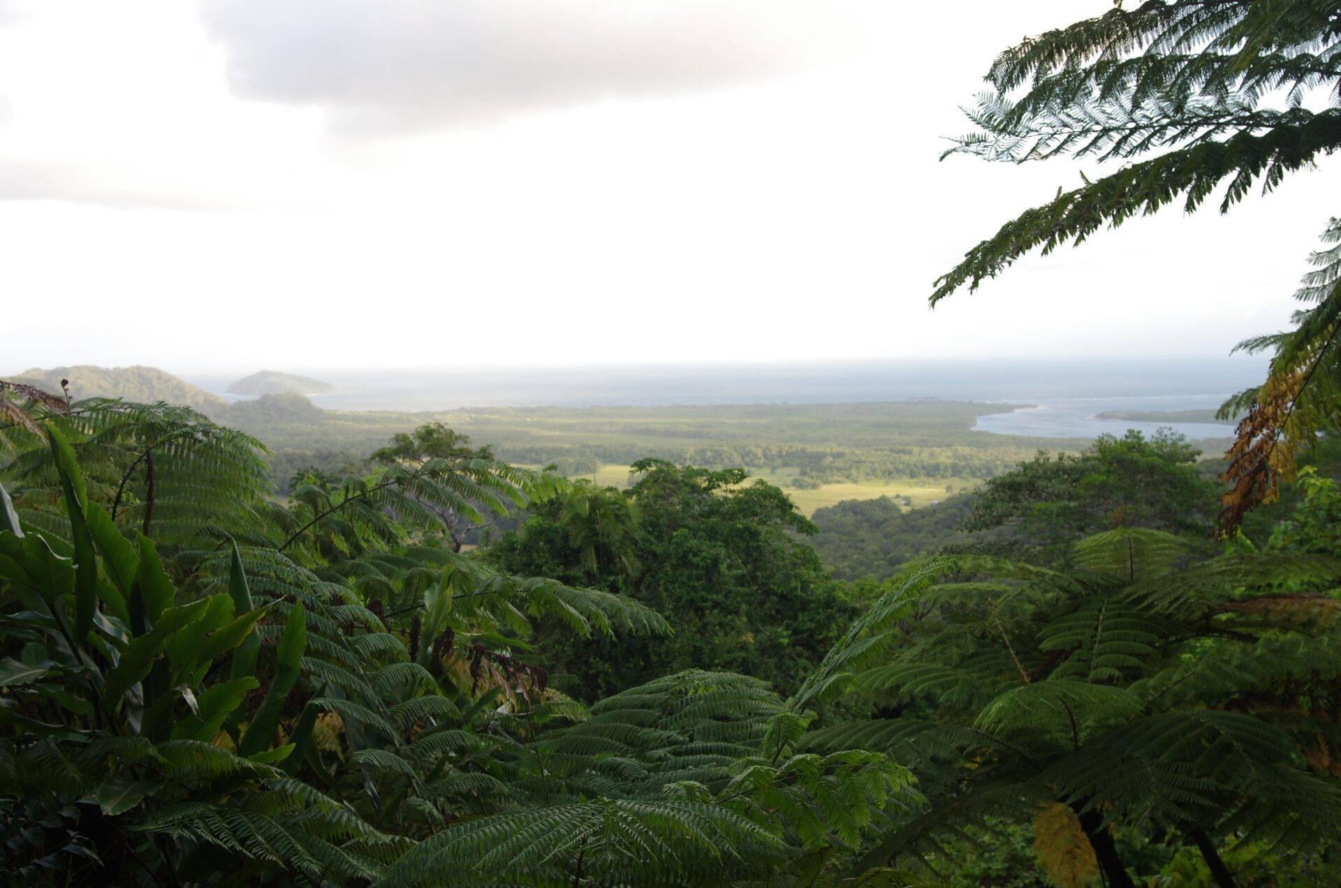 Vista panorámica de una exuberante selva tropical con un lago al fondo y helechos arborescentes en primer plano