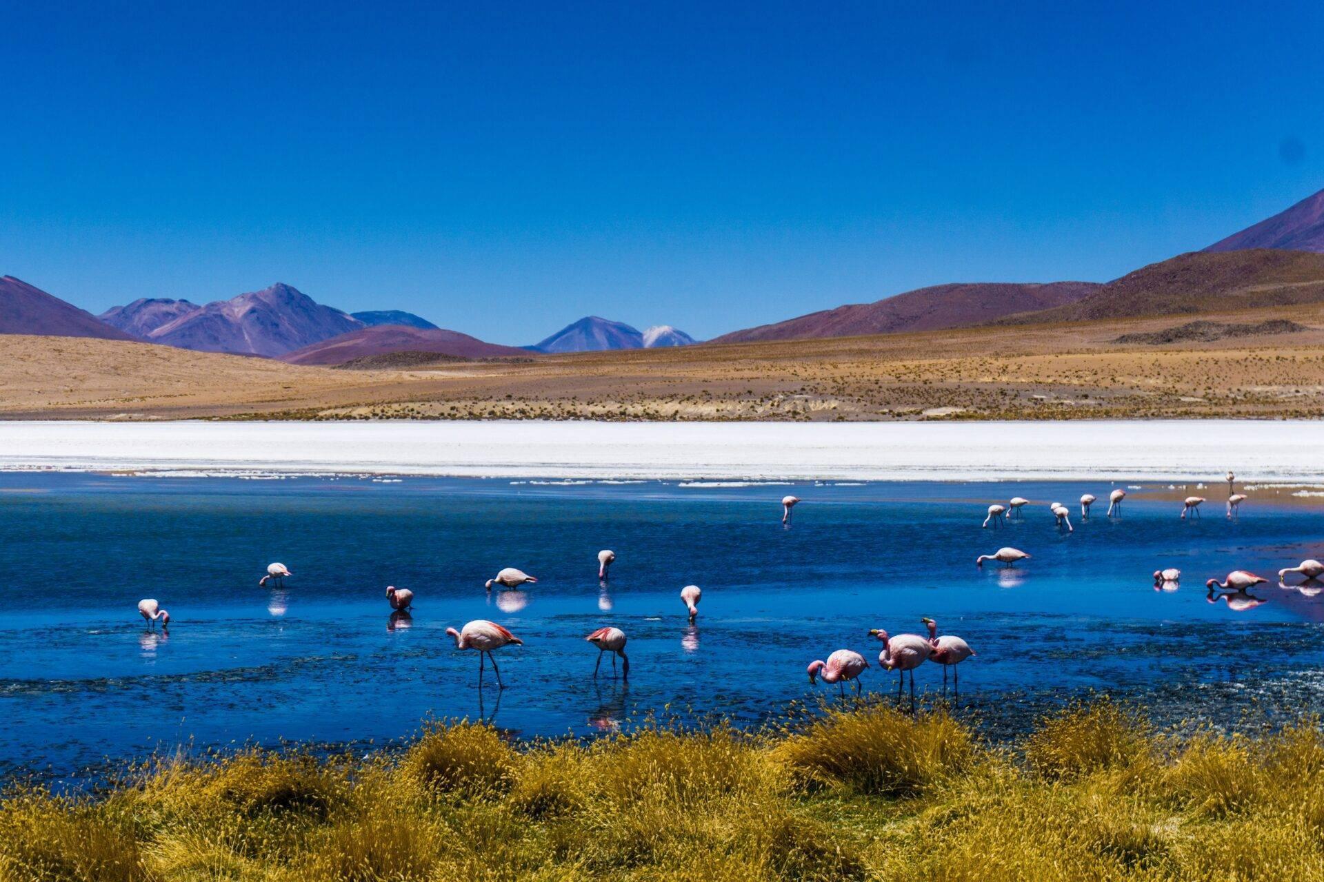 Voyageur devant le salar d'Uyuni en Bolivie, ciel bleu et paysage d'Altiplano