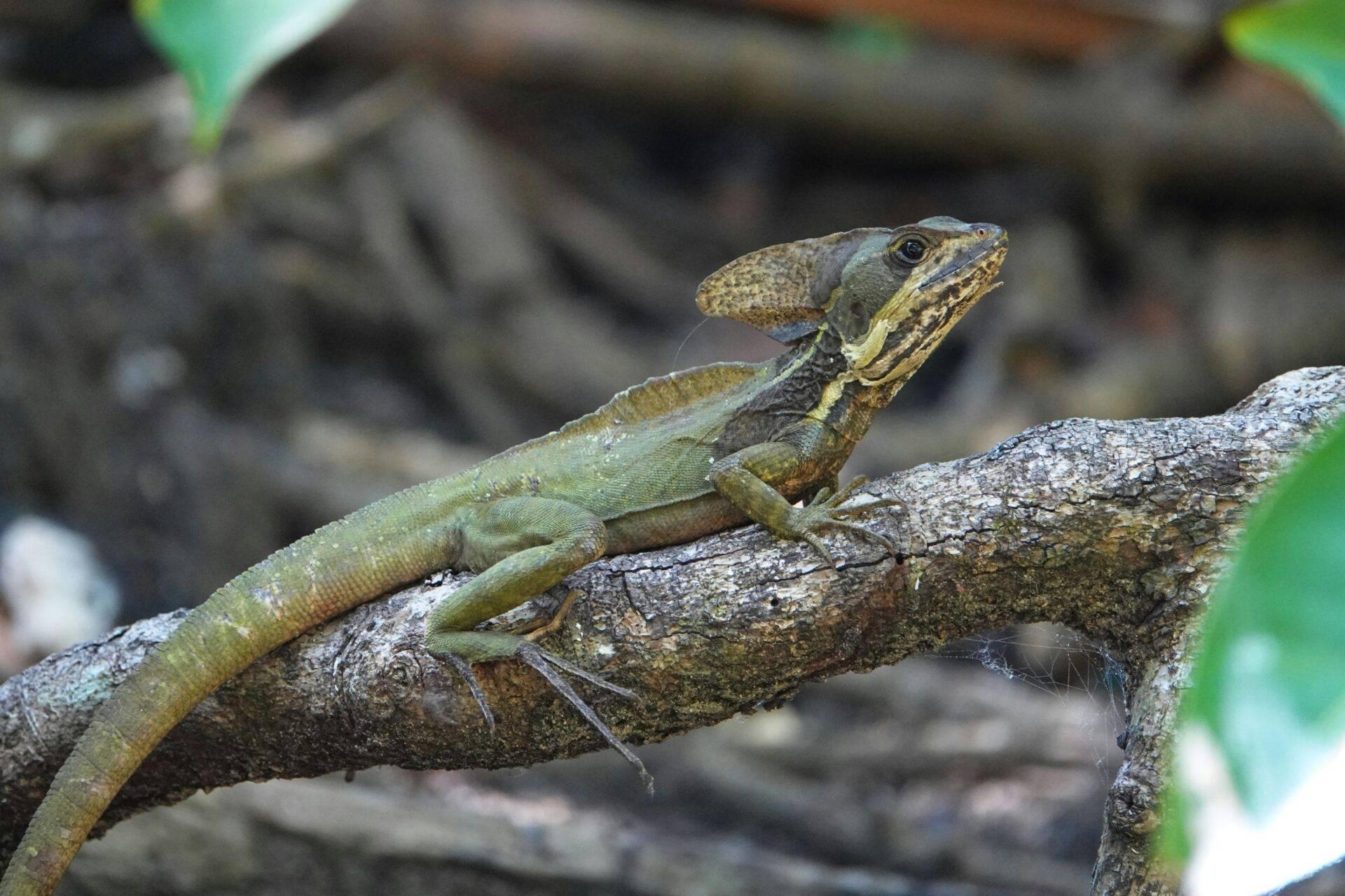Un lézard vert et brun posé sur une branche, dans son habitat naturel tropical