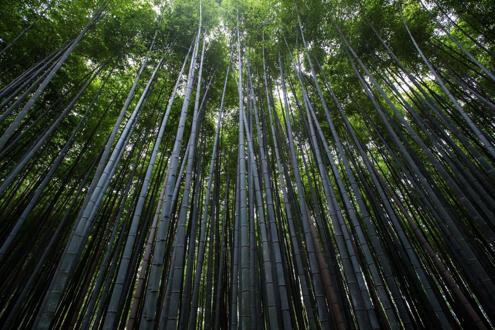 Vue en plongée d’une forêt de bambous dense aux troncs noirs et feuillage vert luxuriant