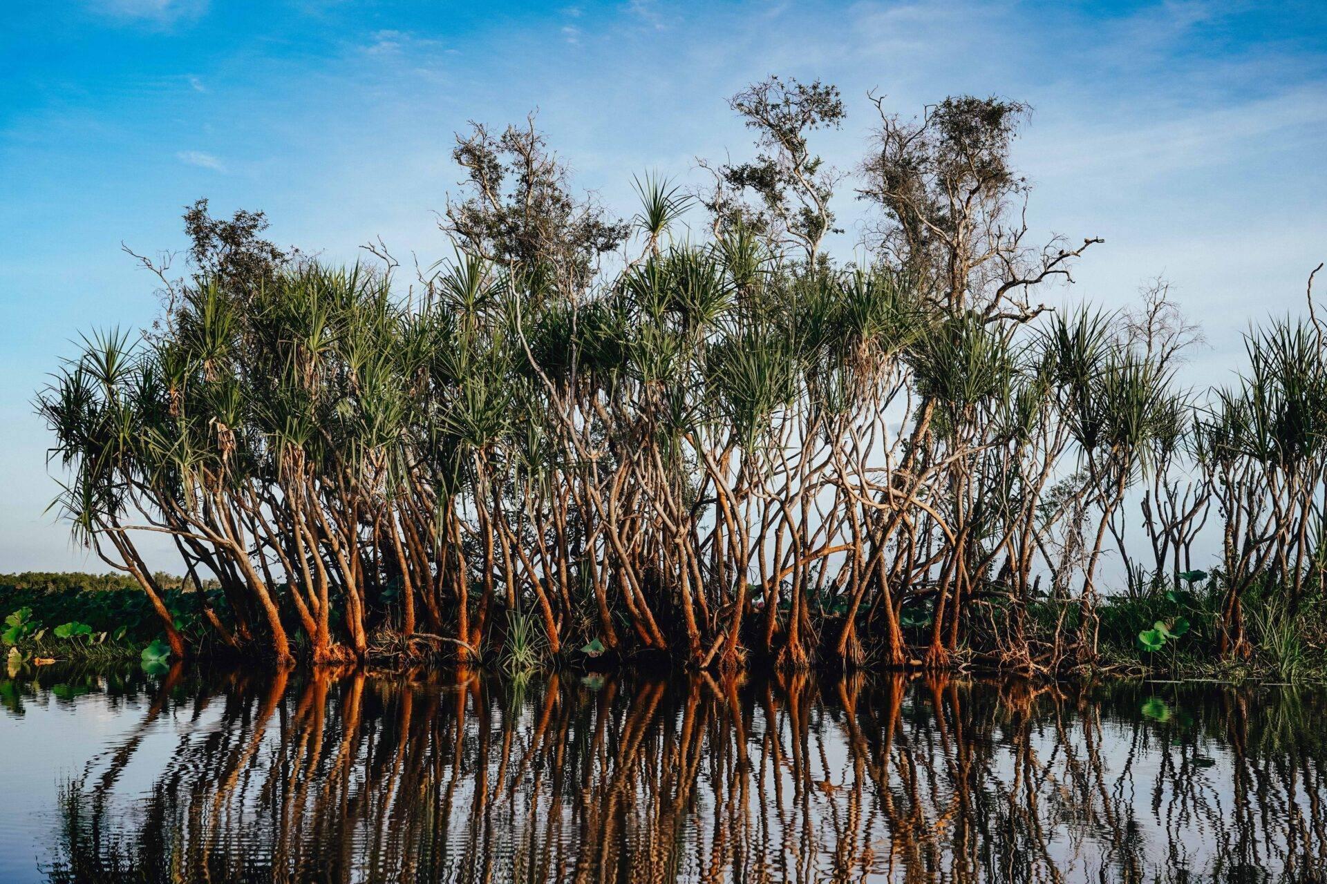 Palmeras Pandanus de troncos rojizos se reflejan en una laguna tranquila en el trópico australiano