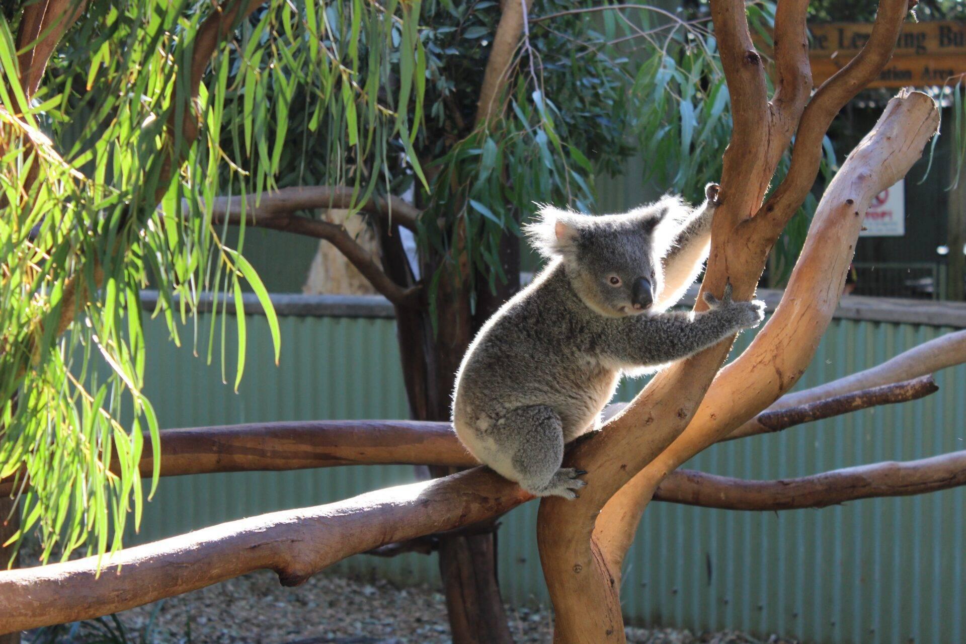 Un koala gris sentado en una rama de eucalipto con hojas verdes al fondo en un recinto natural