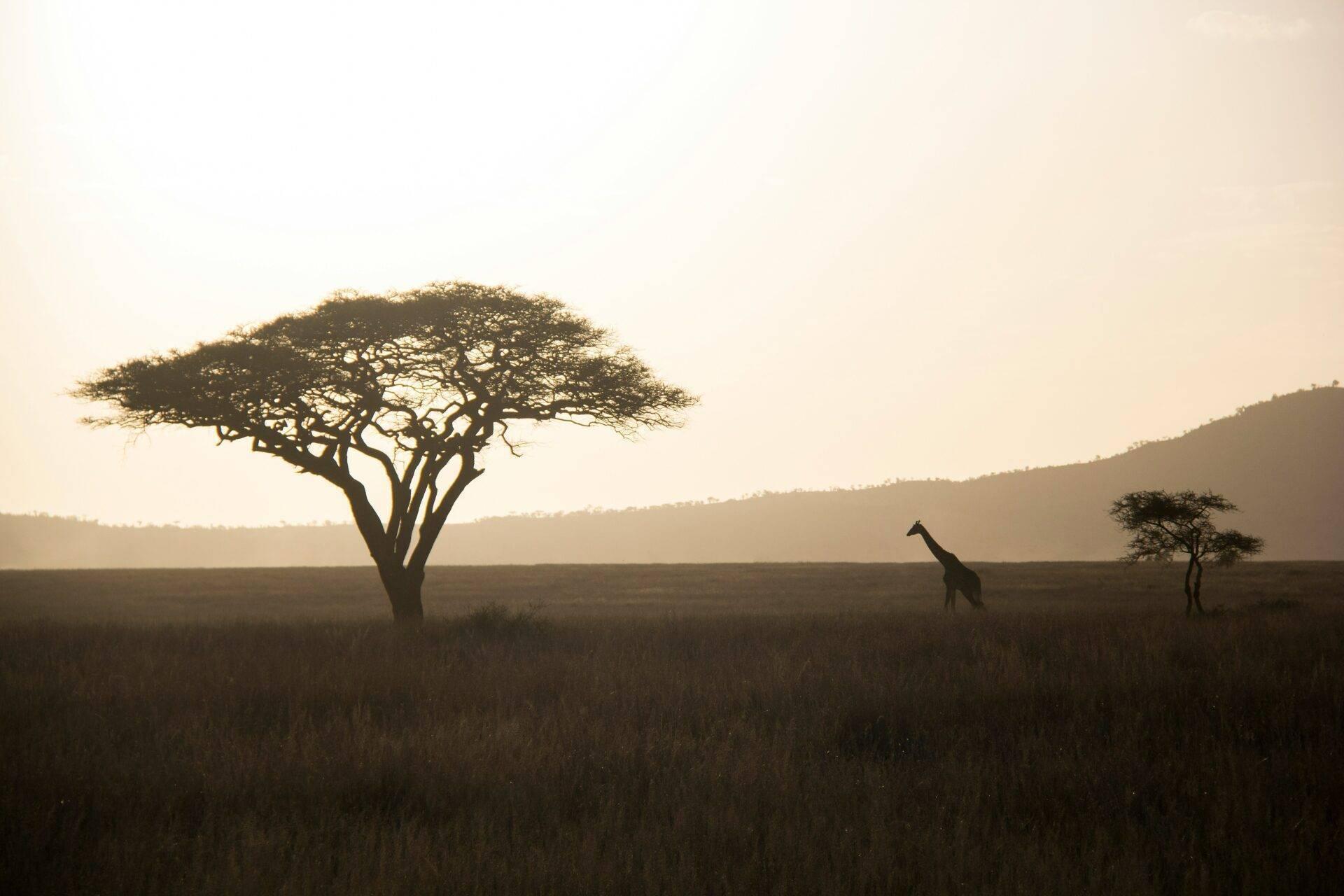 Una giraffa cammina nella savana africana al tramonto, tra due acacie maestose