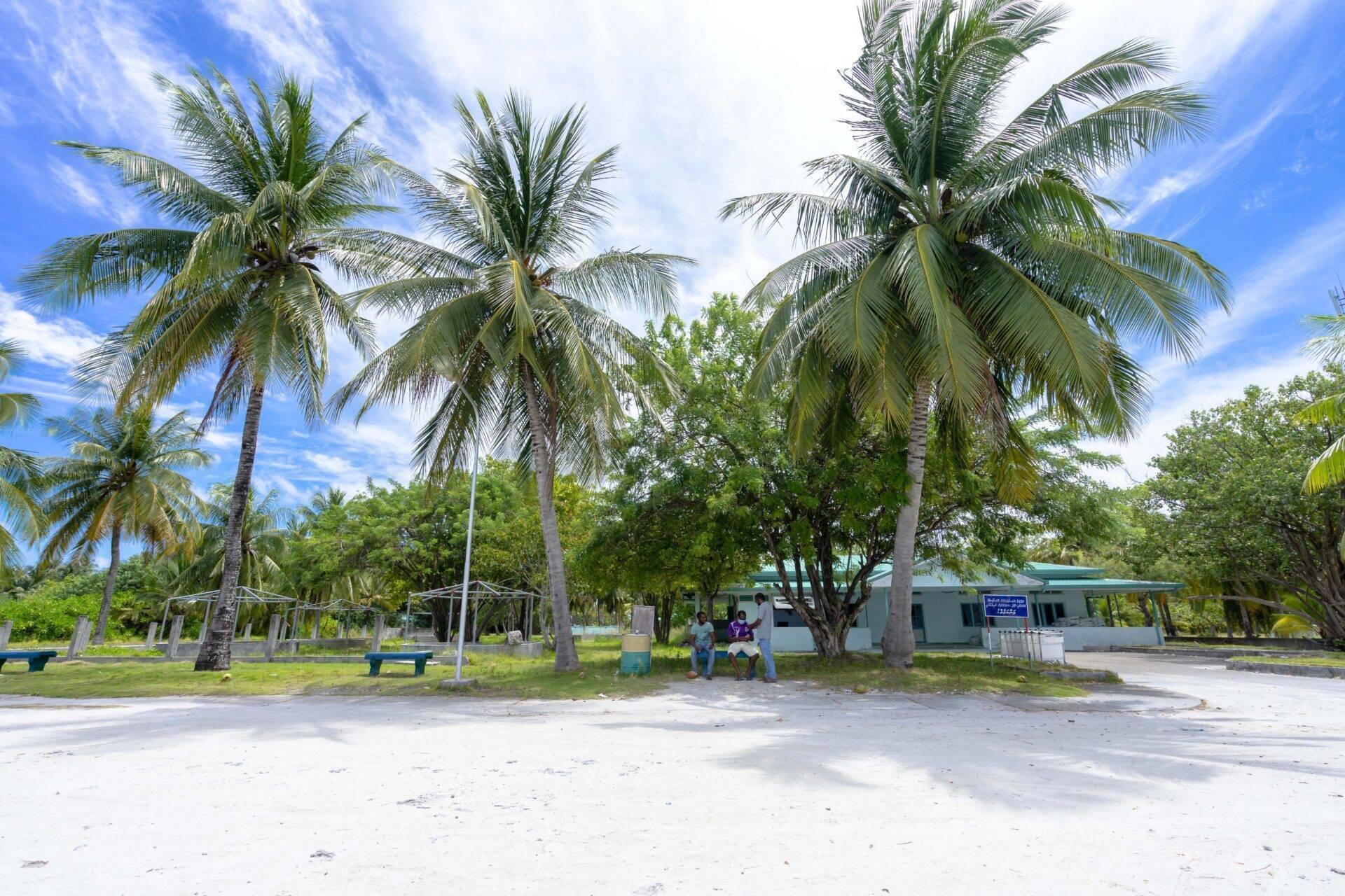 Una plaza tropical sombreada por grandes cocoteros con edificios y algunas personas bajo un cielo azul