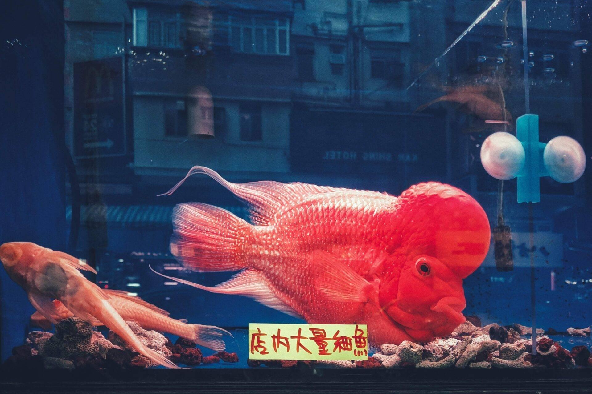 Un poisson rouge géant dans un aquarium urbain avec bâtiments en arrière-plan et signalétique asiatique