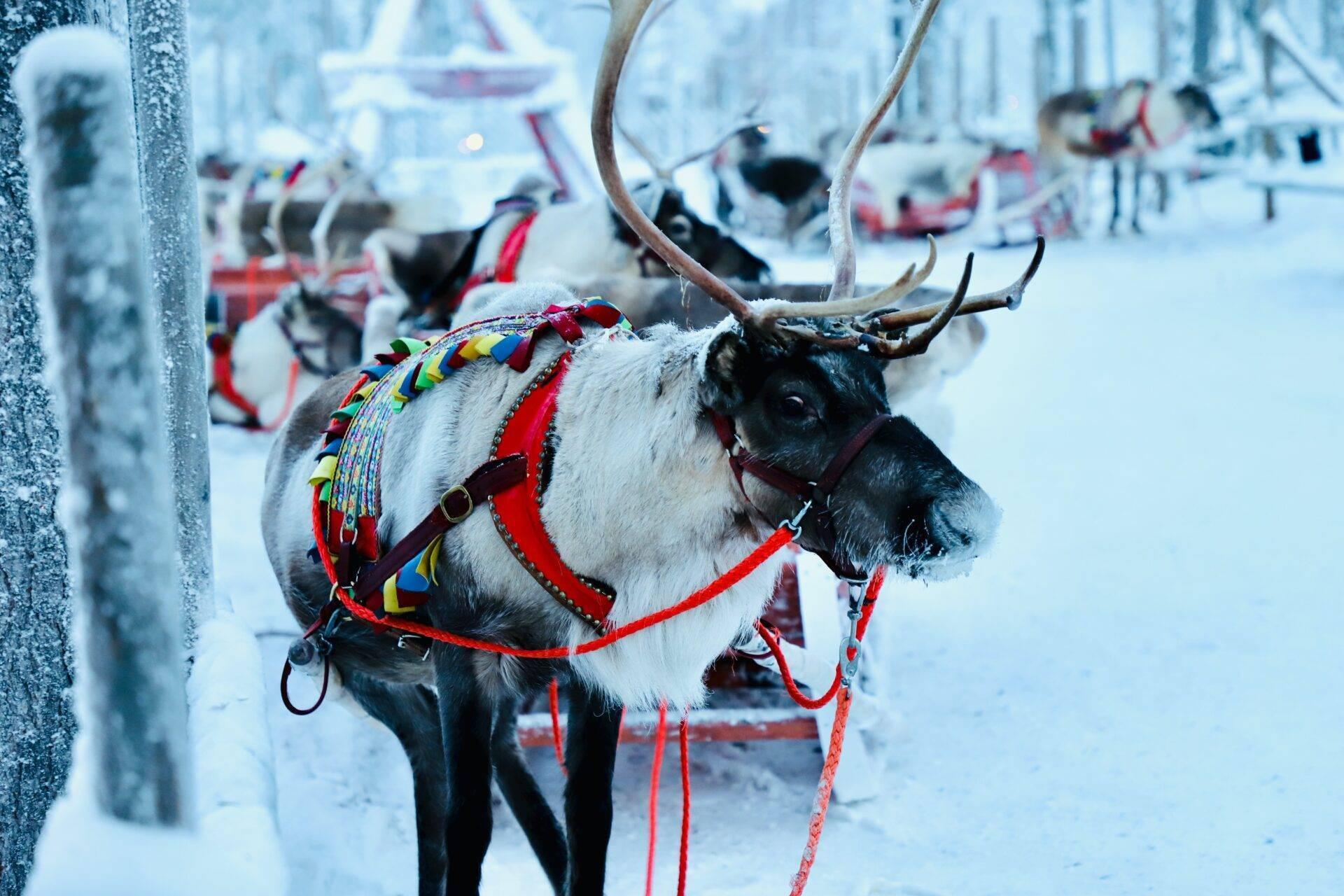Un renne attelé orné de harnais rouge et coloré dans un paysage enneigé hivernal