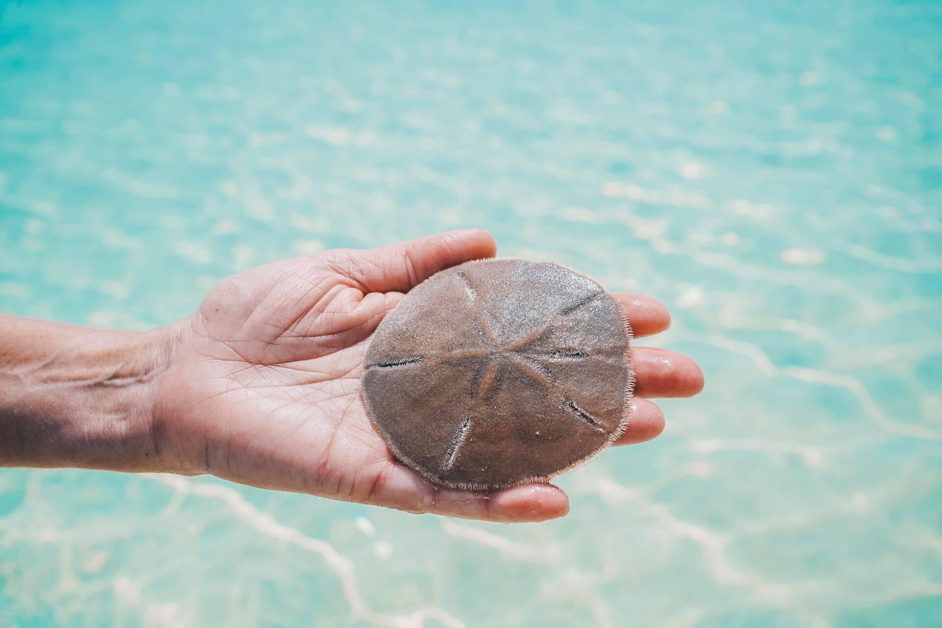Una mano sosteniendo un erizo de mar plano sobre aguas turquesas cristalinas de Bahamas