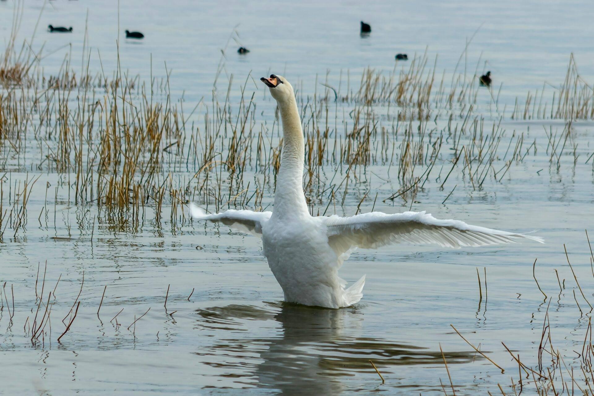 Un cigno bianco con le ali spiegate in un lago poco profondo circondato da canneti secchi e altri uccelli