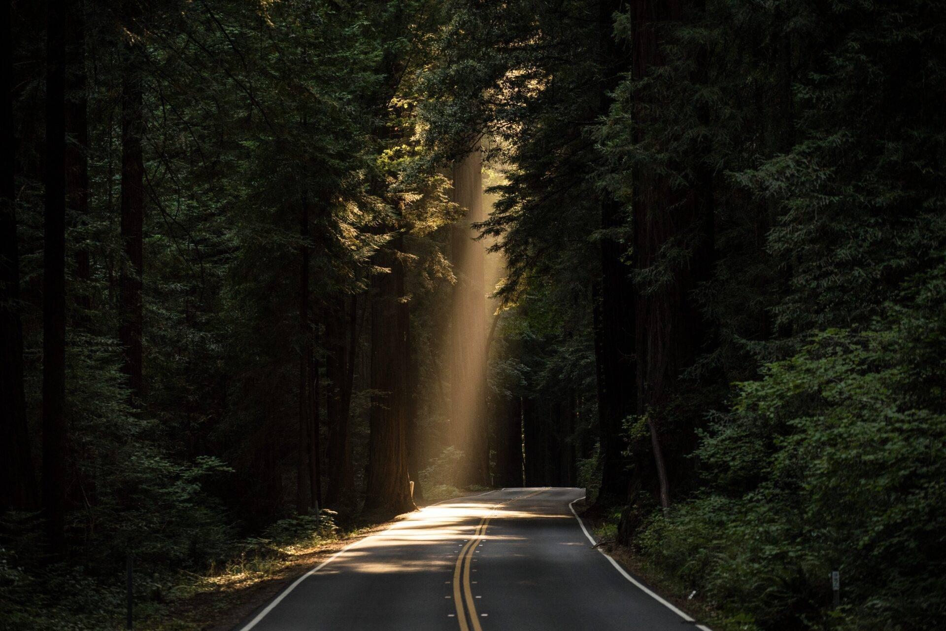Route forestière sinueuse bordée de grands arbres avec rayons de soleil traversant la canopée