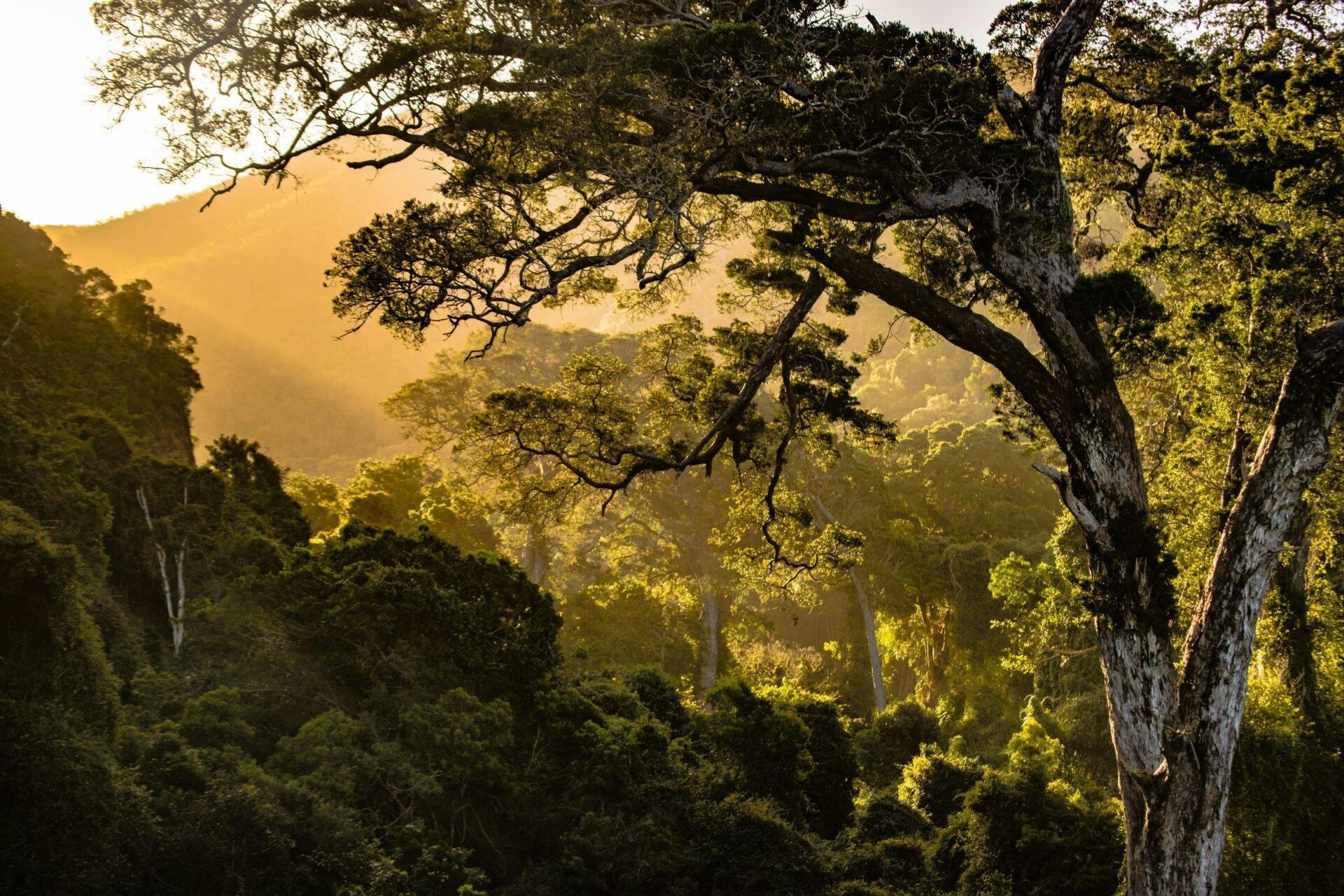 Una foresta tropicale lussureggiante immersa nella luce dorata con un grande albero in primo piano e montagne nella nebbia sullo sfondo