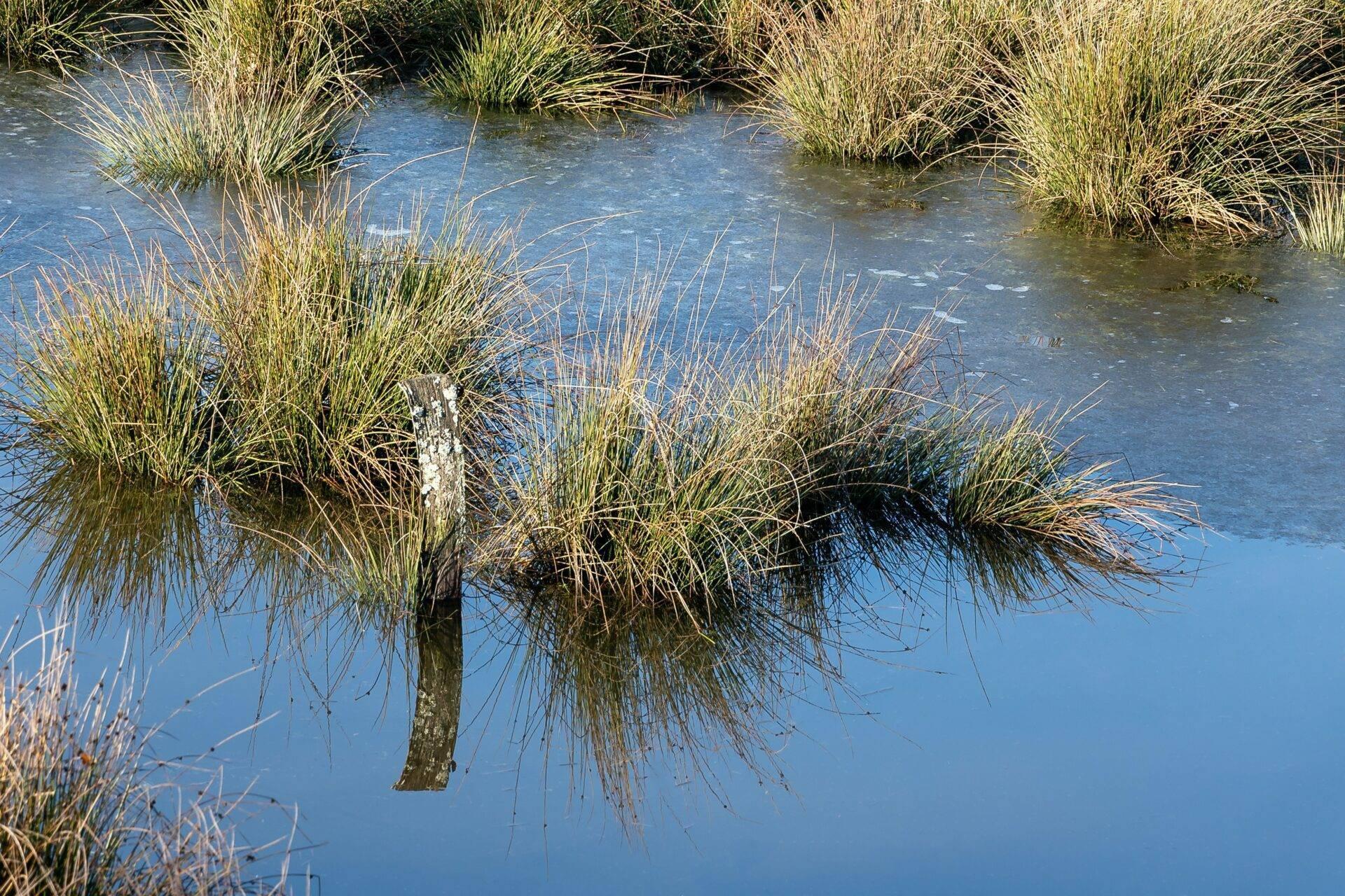 Una palude con alte erbe dorate che circondano il tronco di un albero immerso in un’acqua blu chiaro e cristallina