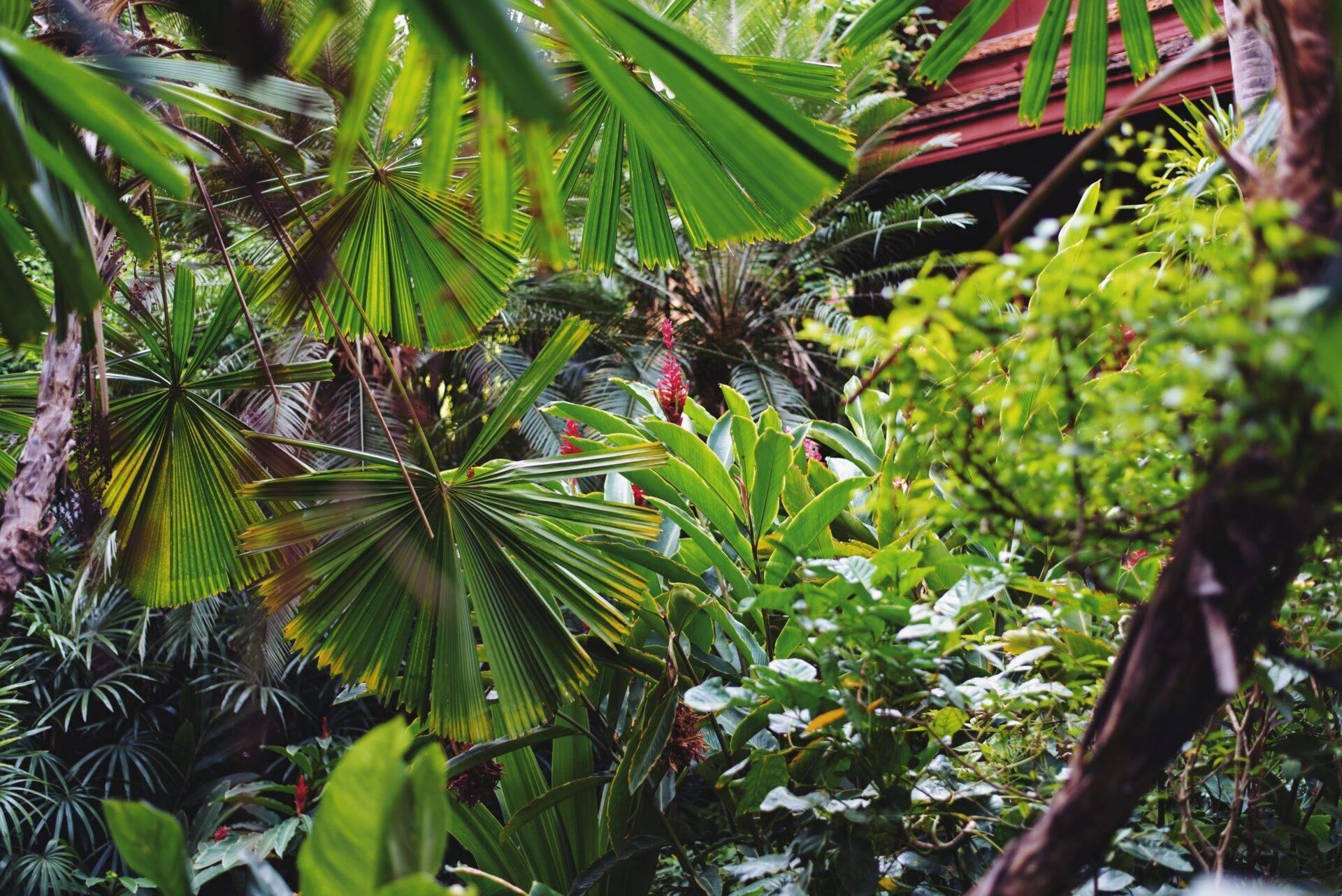 Végétation tropicale luxuriante avec palmiers éventail, fleurs rouges et feuillage dense créant une atmosphère de jardin exotique
