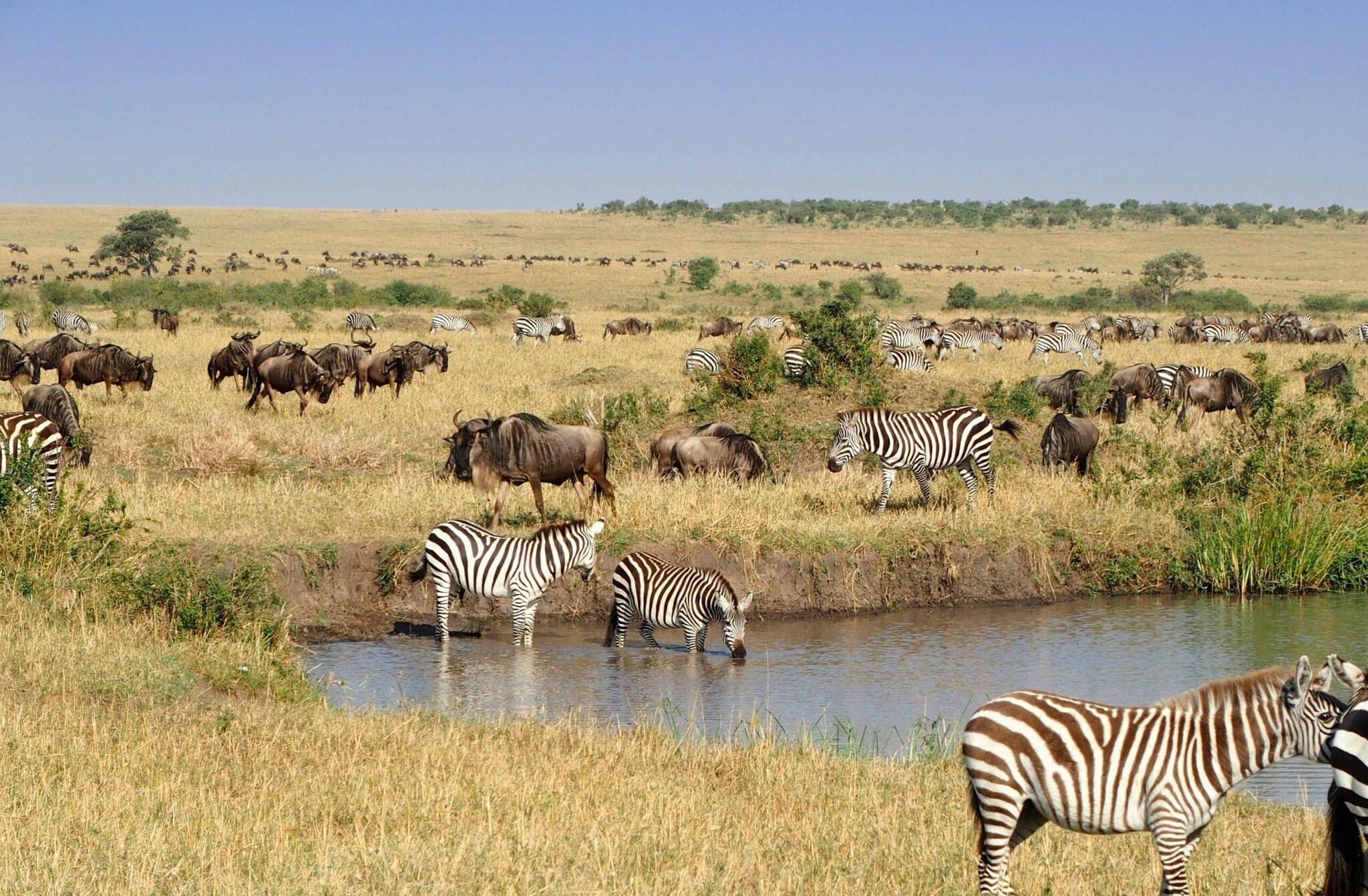 Troupeau de zèbres et gnous s’abreuvant à un point d’eau dans une savane africaine verdoyante