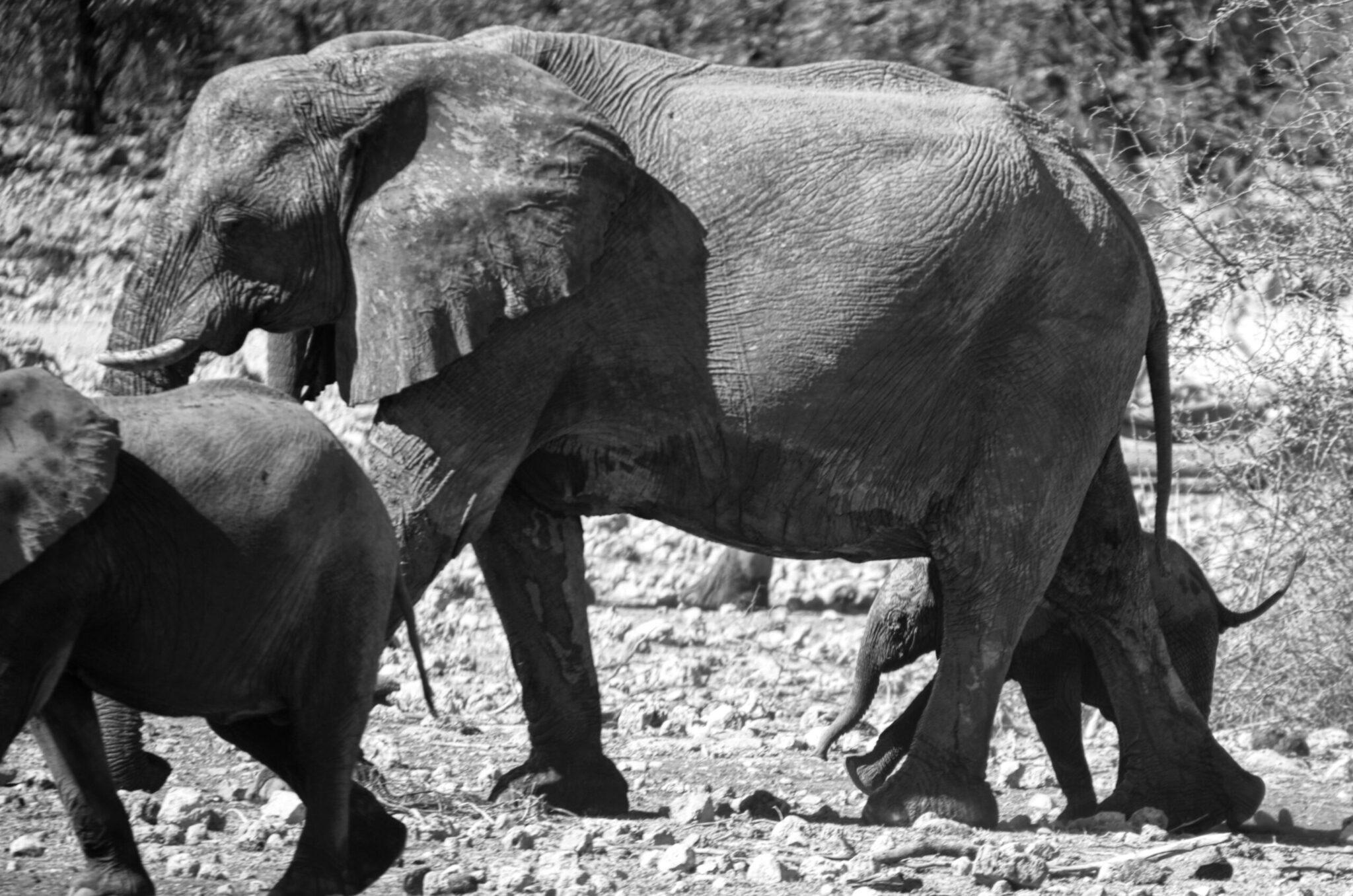 Deux jeunes éléphants interagissent dans un environnement rocheux et aride avec une végétation clairsemée