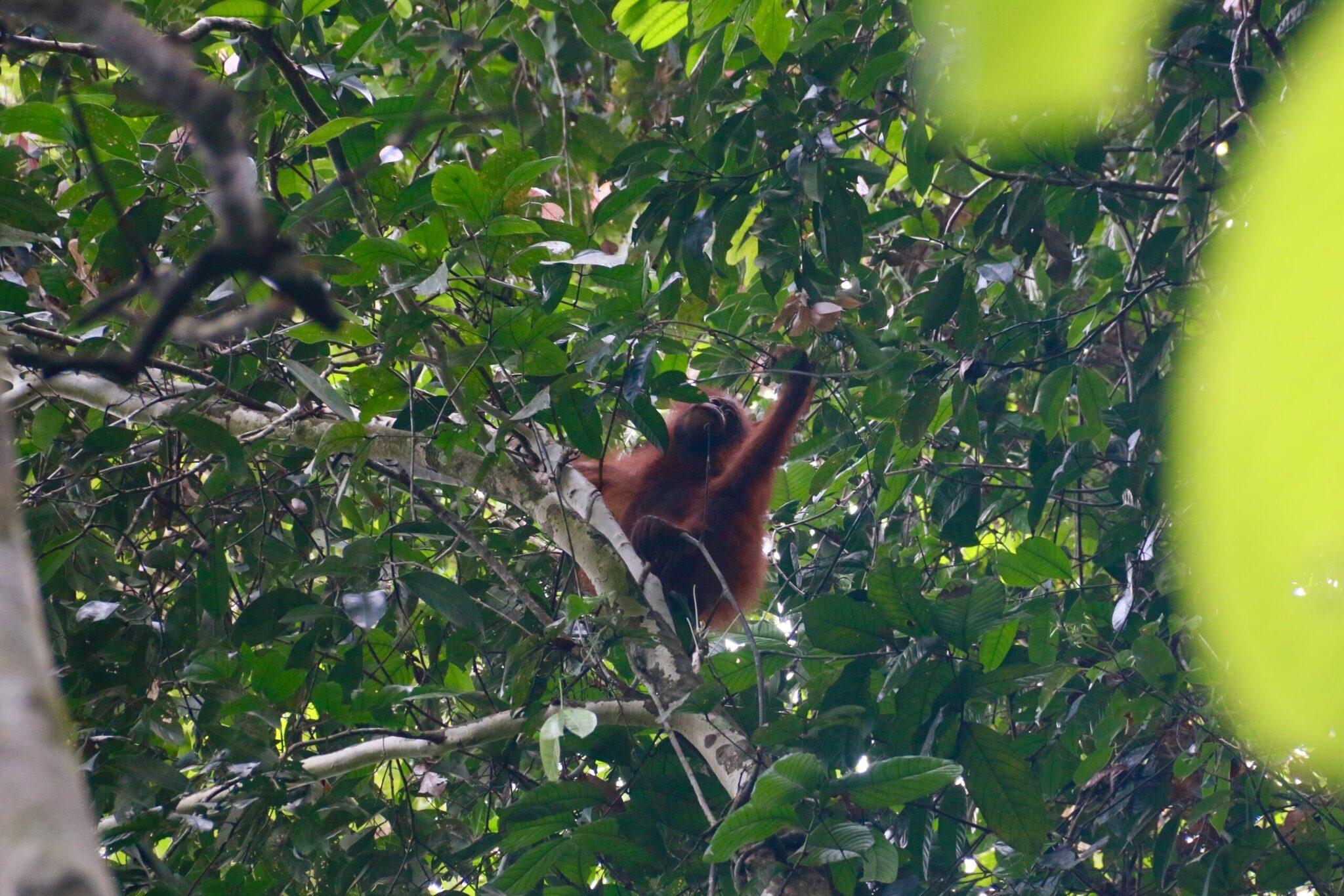 Un orang-outan roux se suspend dans les branches verdoyantes d’une forêt tropicale dense