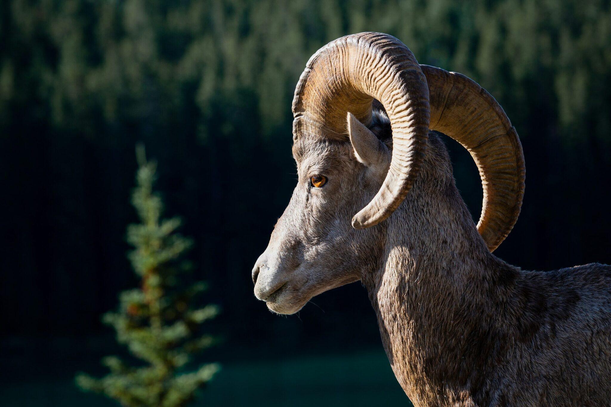Un mouflon bighorn en profil avec ses cornes spiralées caractéristiques, fond de forêt de conifères