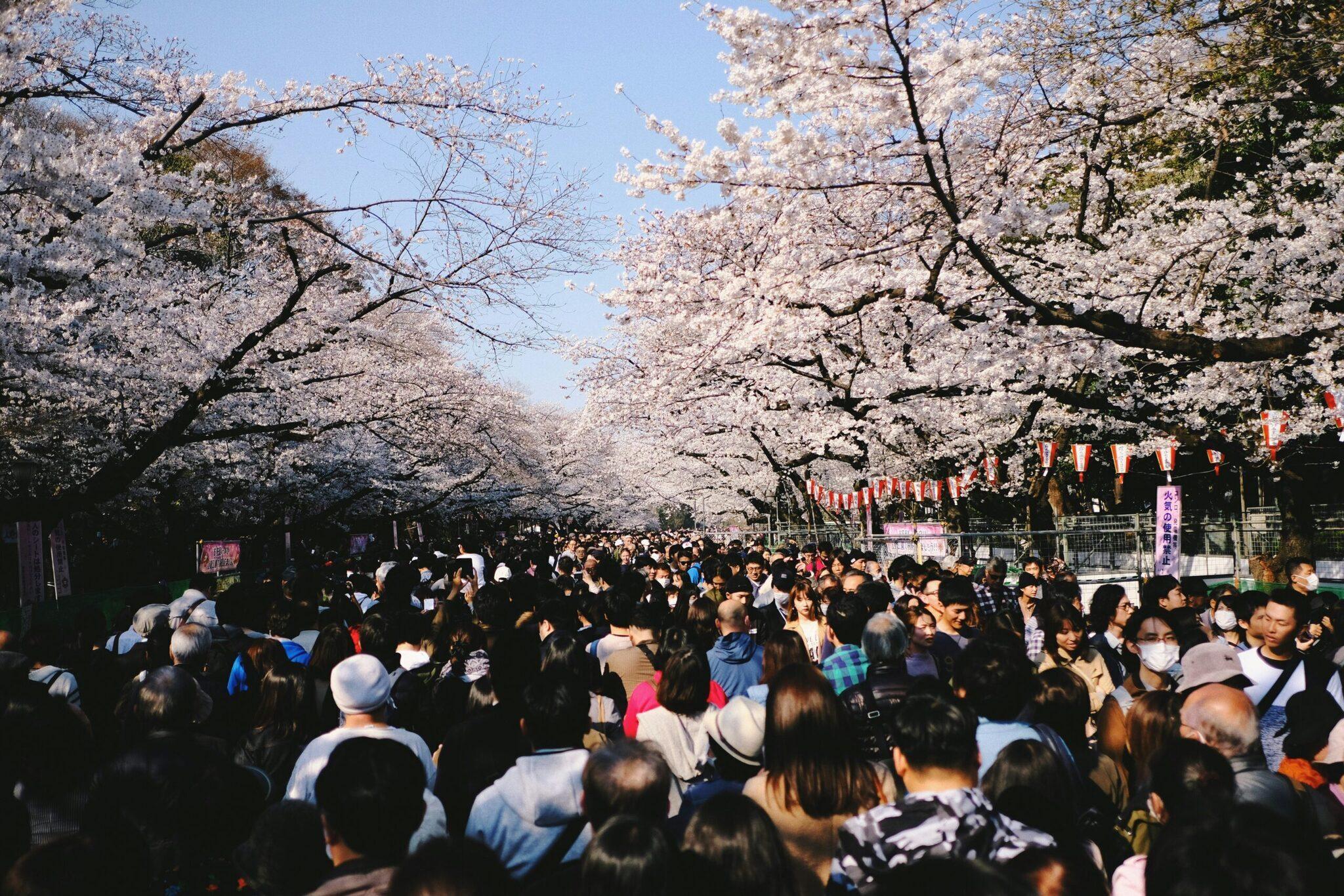 Une foule dense de visiteurs se rassemble sous des cerisiers en fleurs blanches lors d’une célébration printanière japonaise