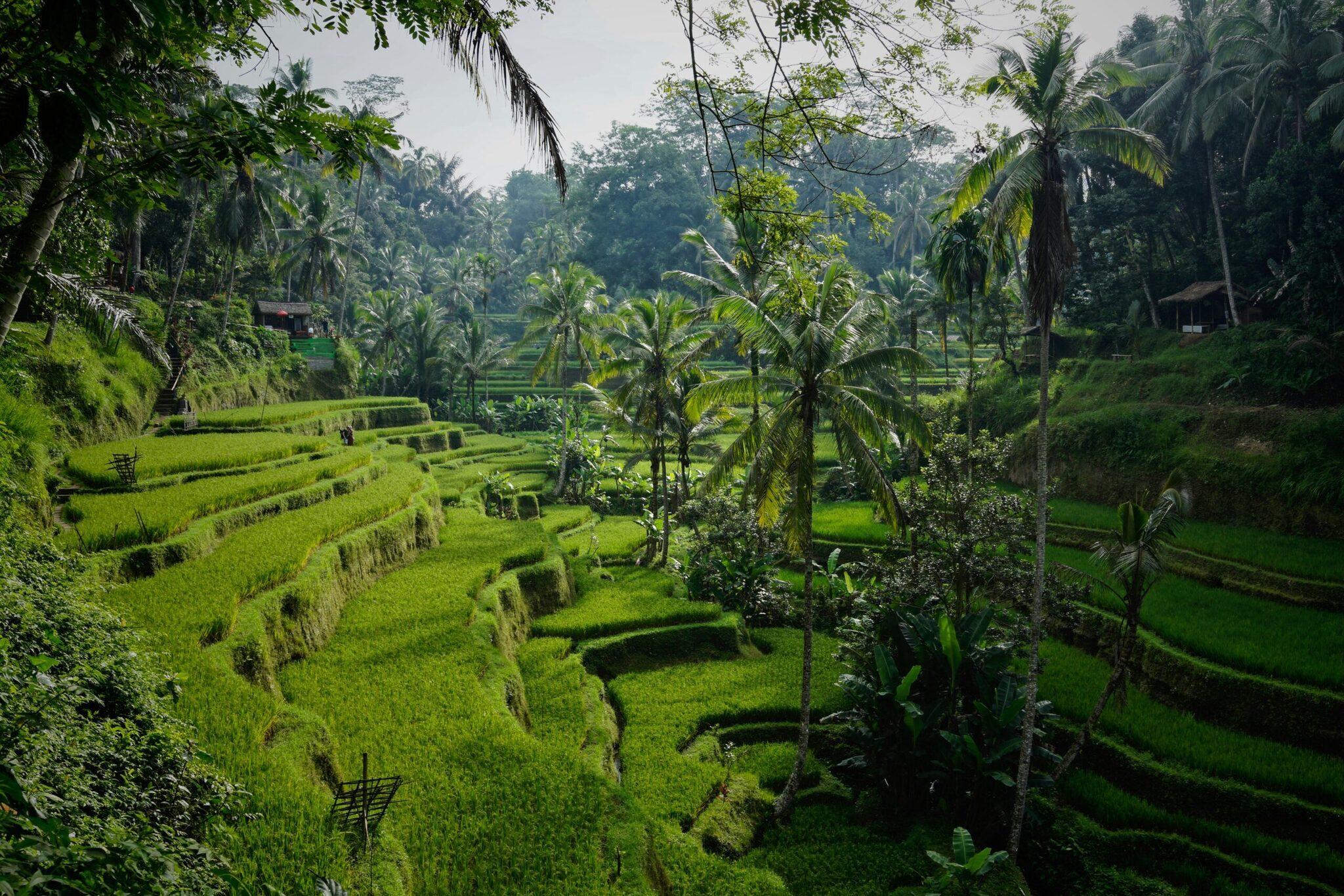 Terrasses de rizières en escalier verdoyantes avec palmiers dans une vallée tropicale luxuriante