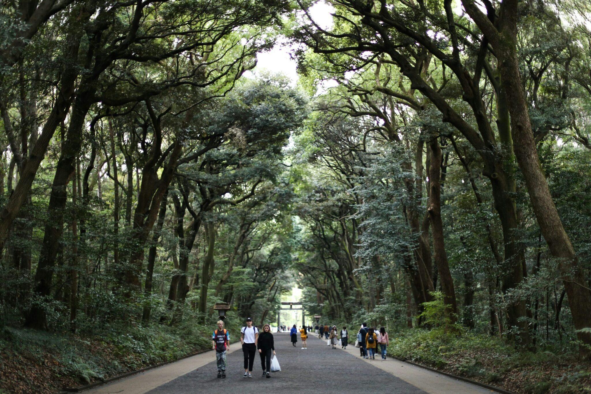 Une allée forestière ombragée bordée de grands arbres avec des visiteurs qui se promènent