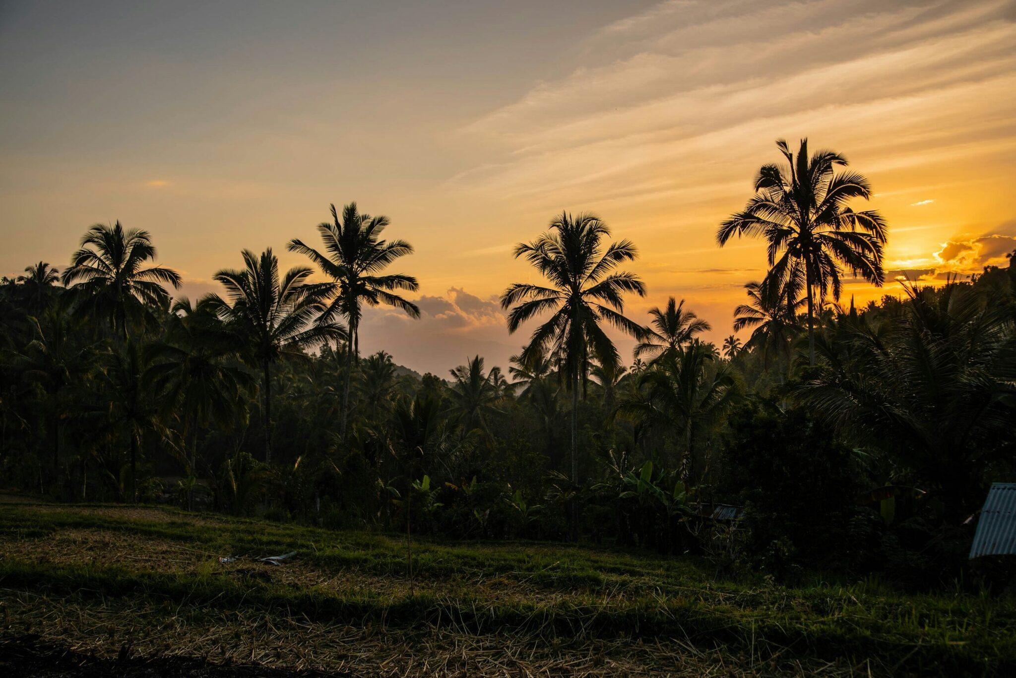 Coucher de soleil tropical sur un paysage verdoyant parsemé de palmiers dans une région indonésienne