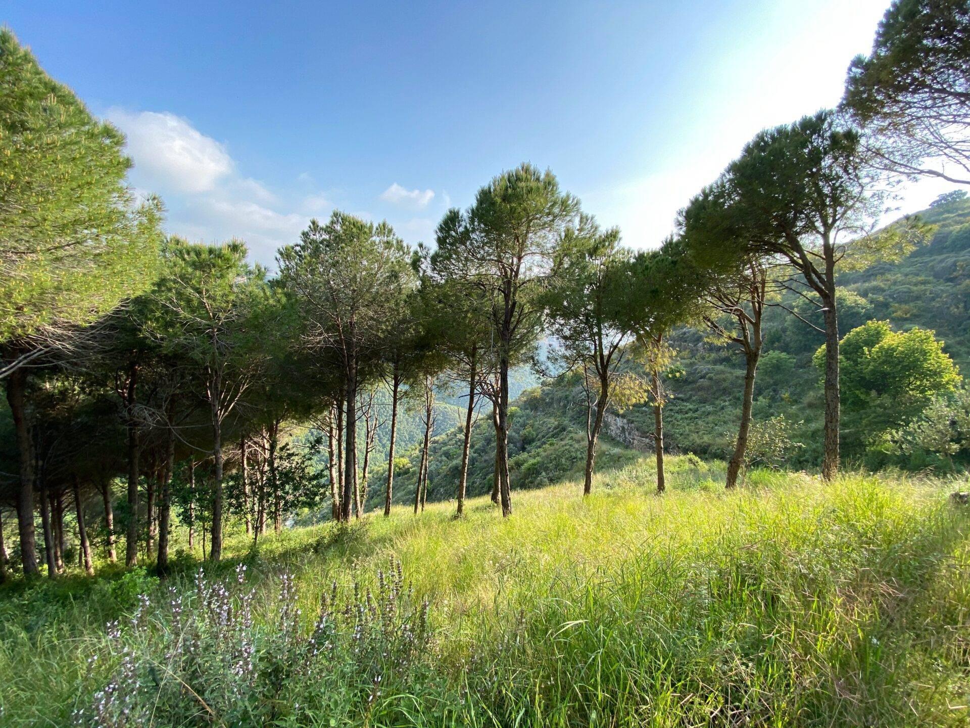Paysage montagneux avec pins élancés, prairie fleurie et vallée boisée en arrière-plan sous ciel dégagé