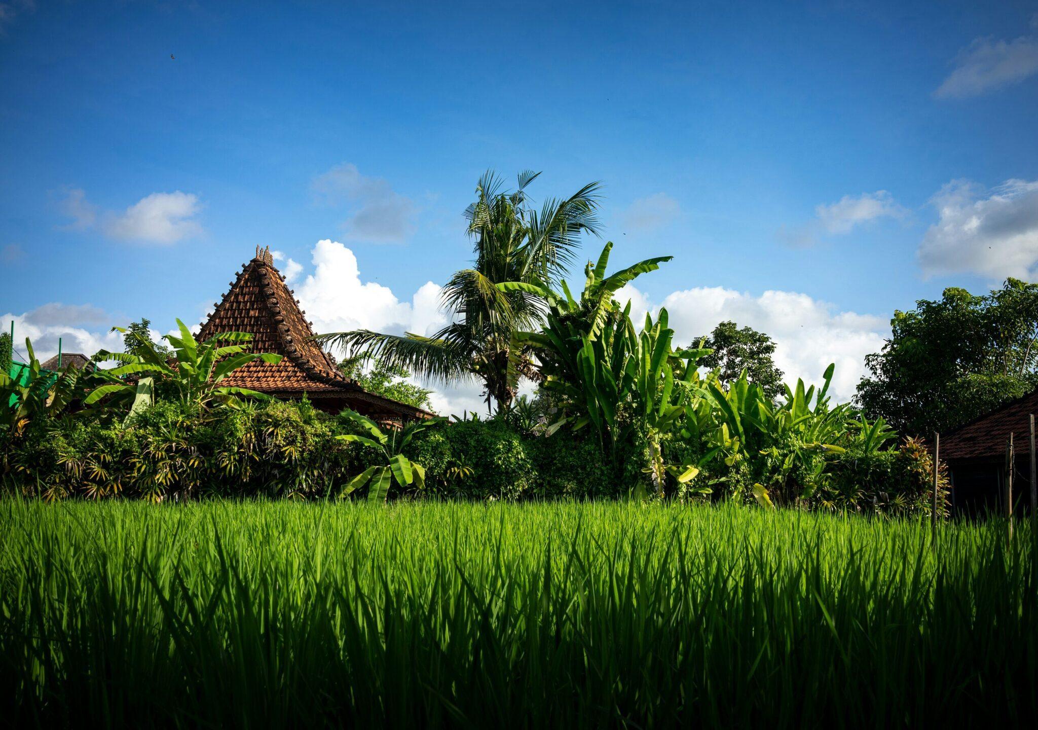 Rizière verte bordée d’un temple traditionnel avec toits pointus et palmeraies luxuriantes sous ciel dégagé