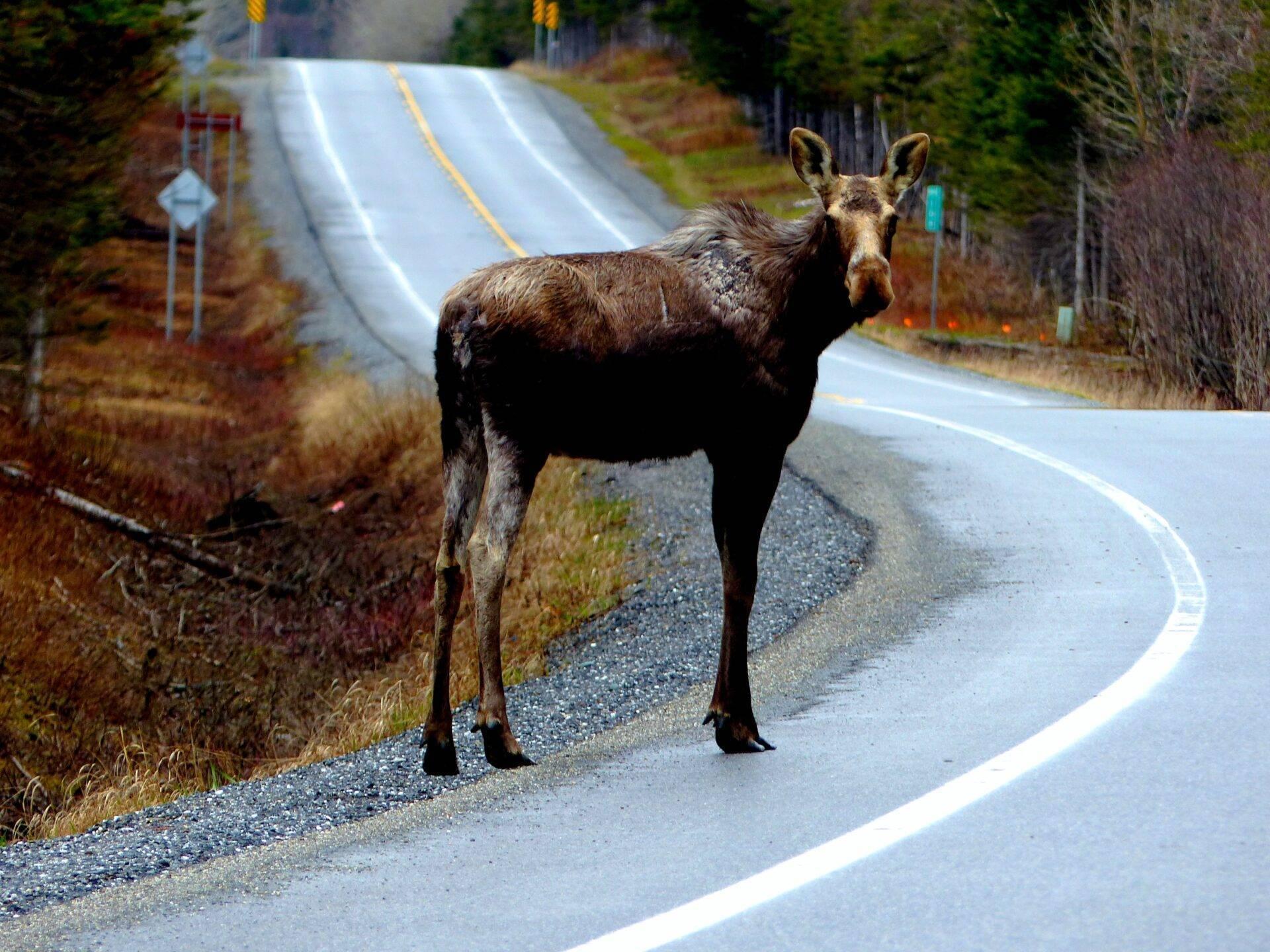 Un orignal traverse une route de montagne forestière en automne dans une région canadienne