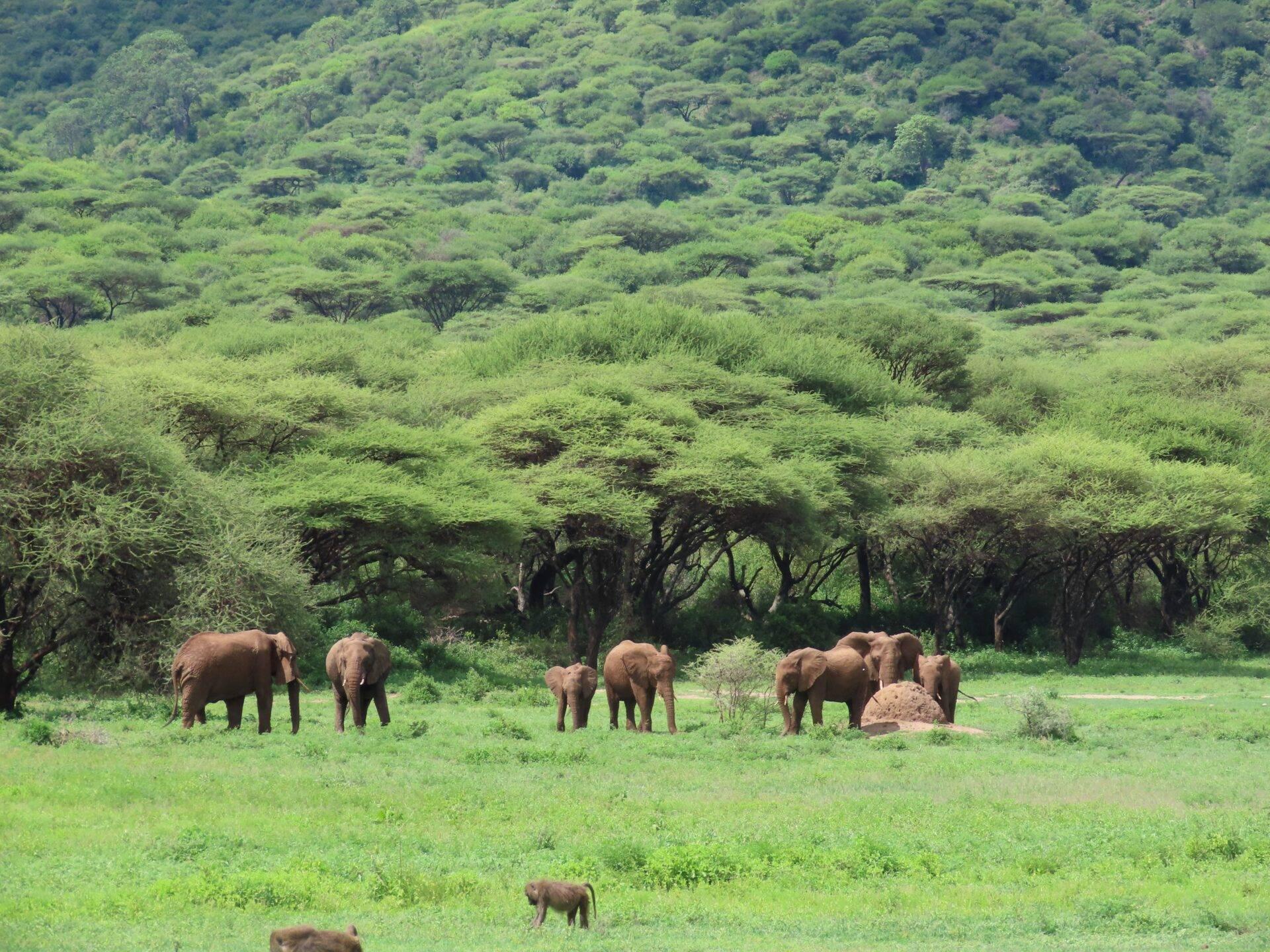 A herd of elephants in a lush green savanna with acacia trees in the background
