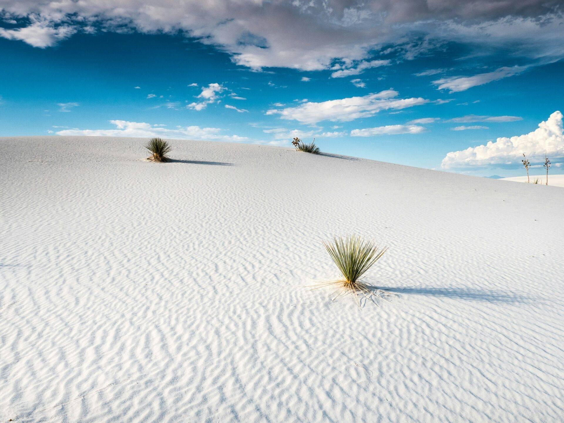 Wellige weiße Sanddünen mit vereinzelten grünen Pflanzen unter einem strahlend blauen Himmel