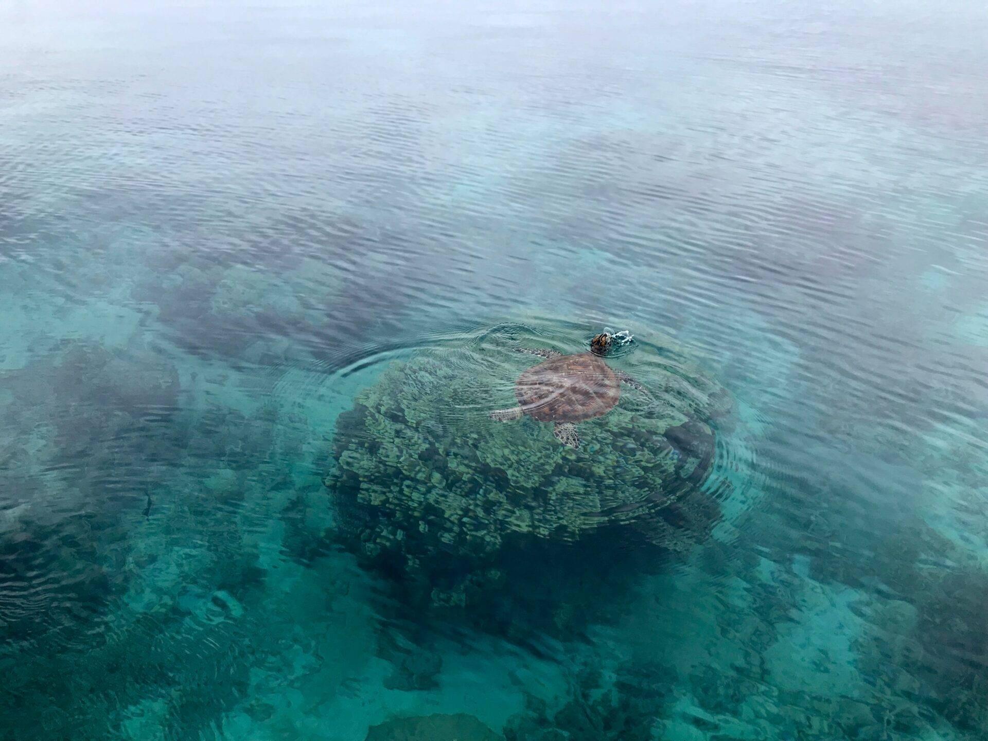 Une tortue marine nage en eaux cristallines peu profondes avec un récif corallien visible sous l’eau