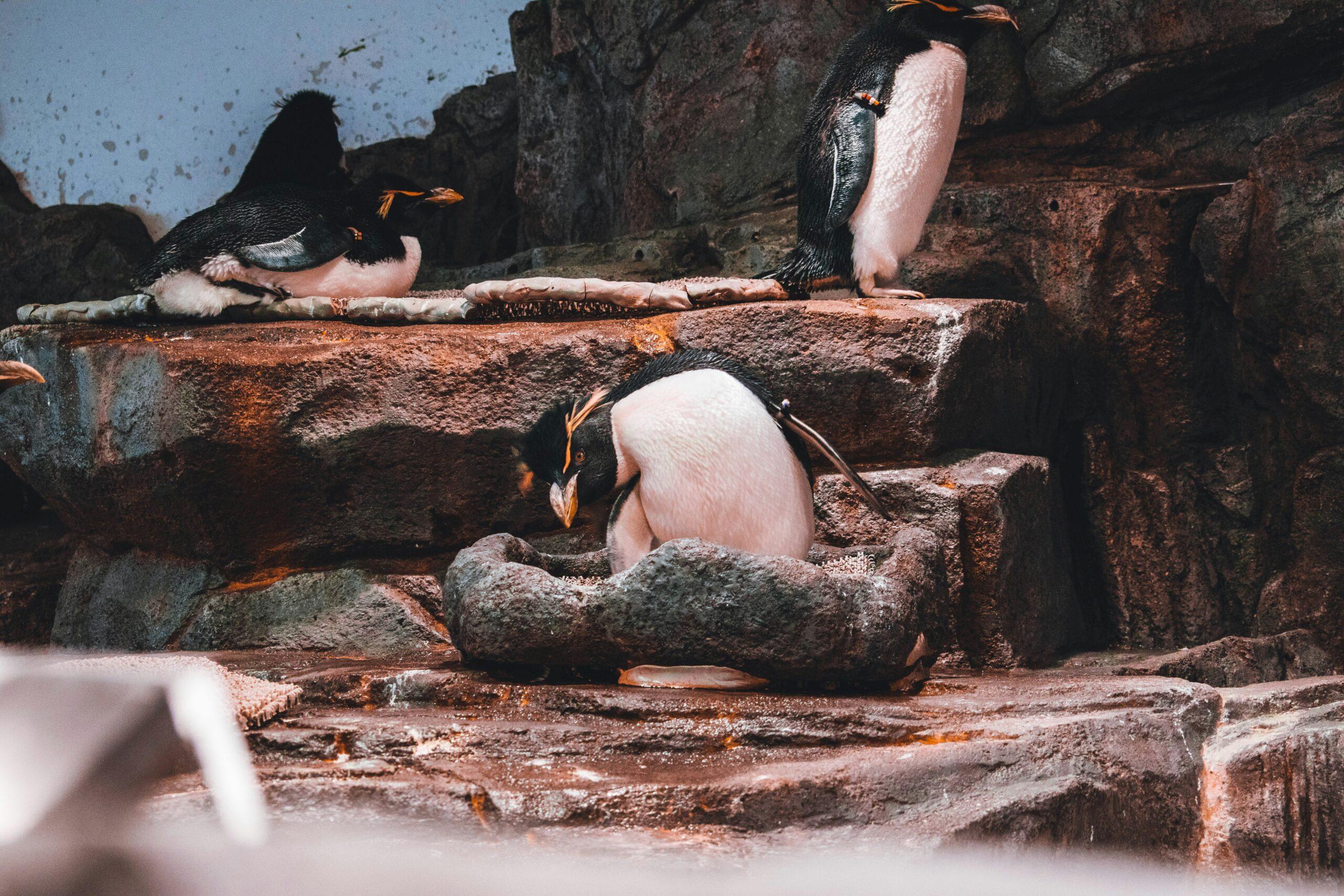 Trois pingouins au plumage noir et blanc reposant sur des rochers dans un environnement rocheux
