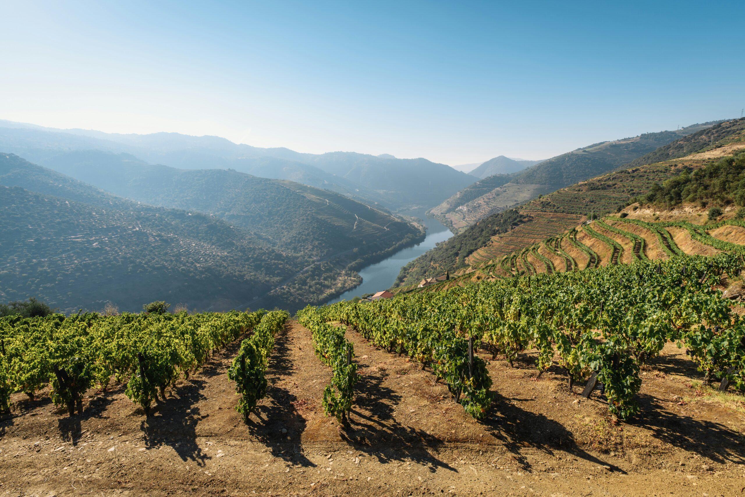 Terraced vineyards overlooking a river valley with wooded mountains in the background