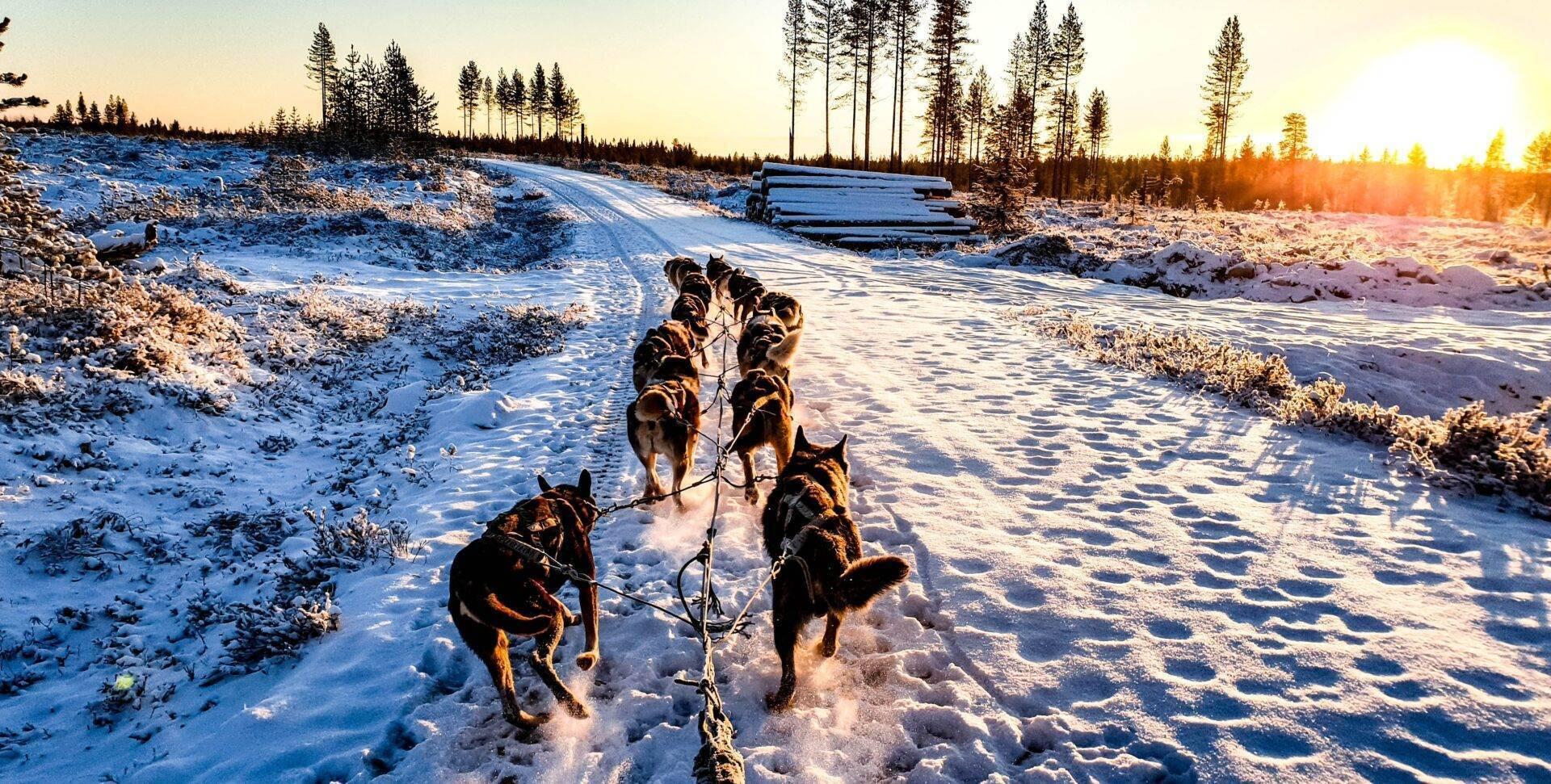 Un attelage de chiens de traîneau tirant sur une route enneigée en Laponie, au lever du soleil, avec forêt de sapins en arrière-plan