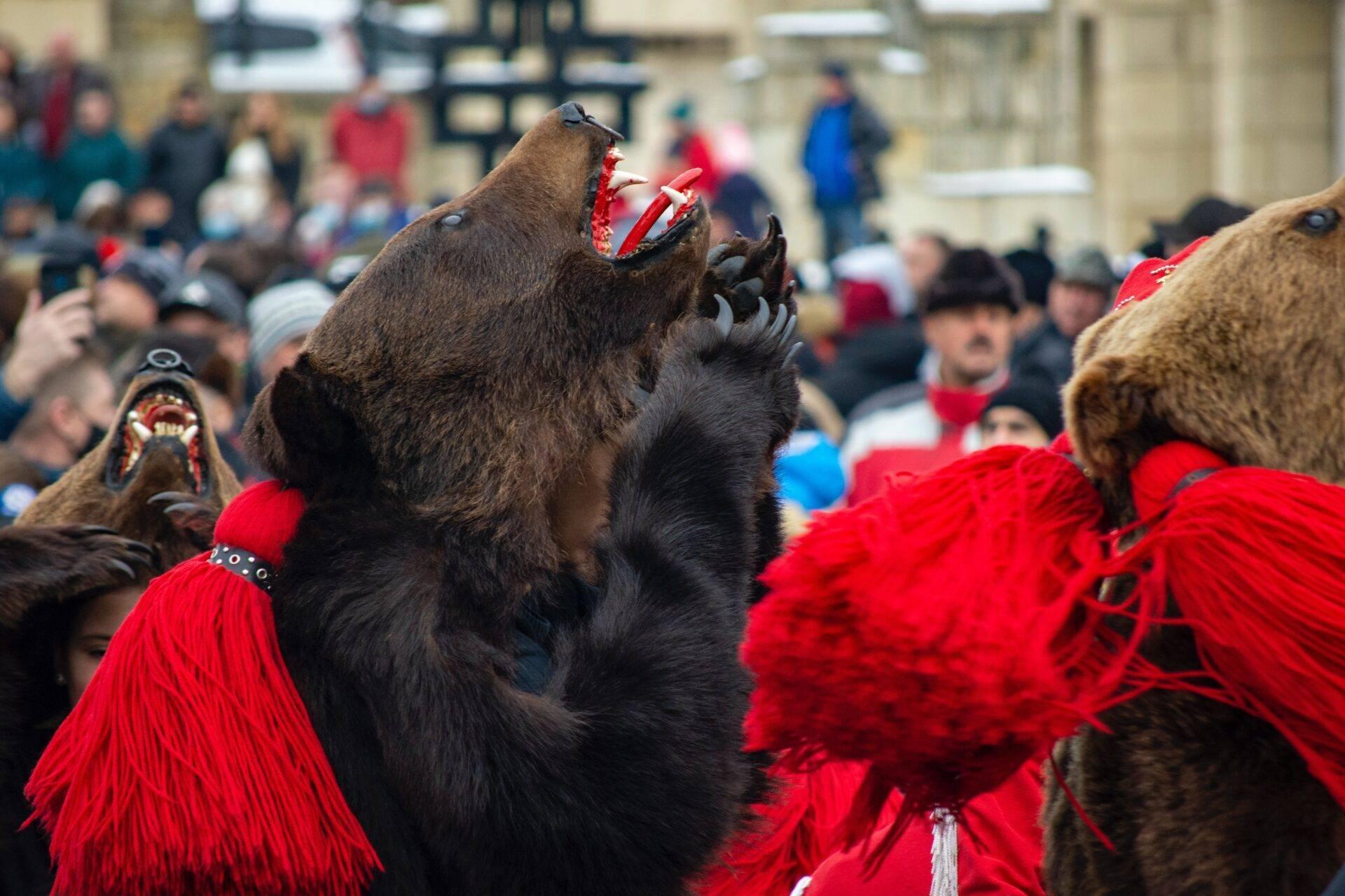 Danseurs en costume d’ours parcourant les rues d’un village roumain pour le Nouvel An, rite préchrétien de chasse aux mauvais esprits