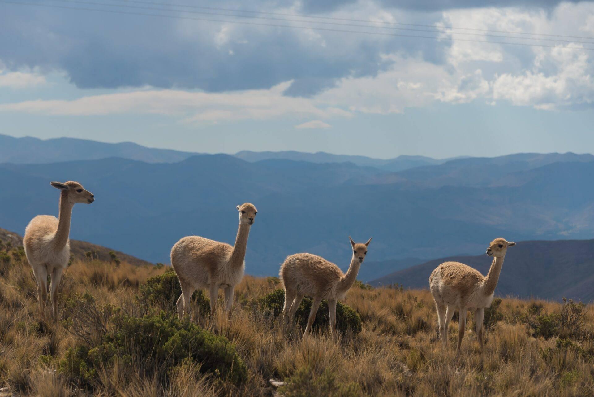 Un groupe de lamas blancs paissant dans les Andes argentines avec des montagnes en arrière-plan