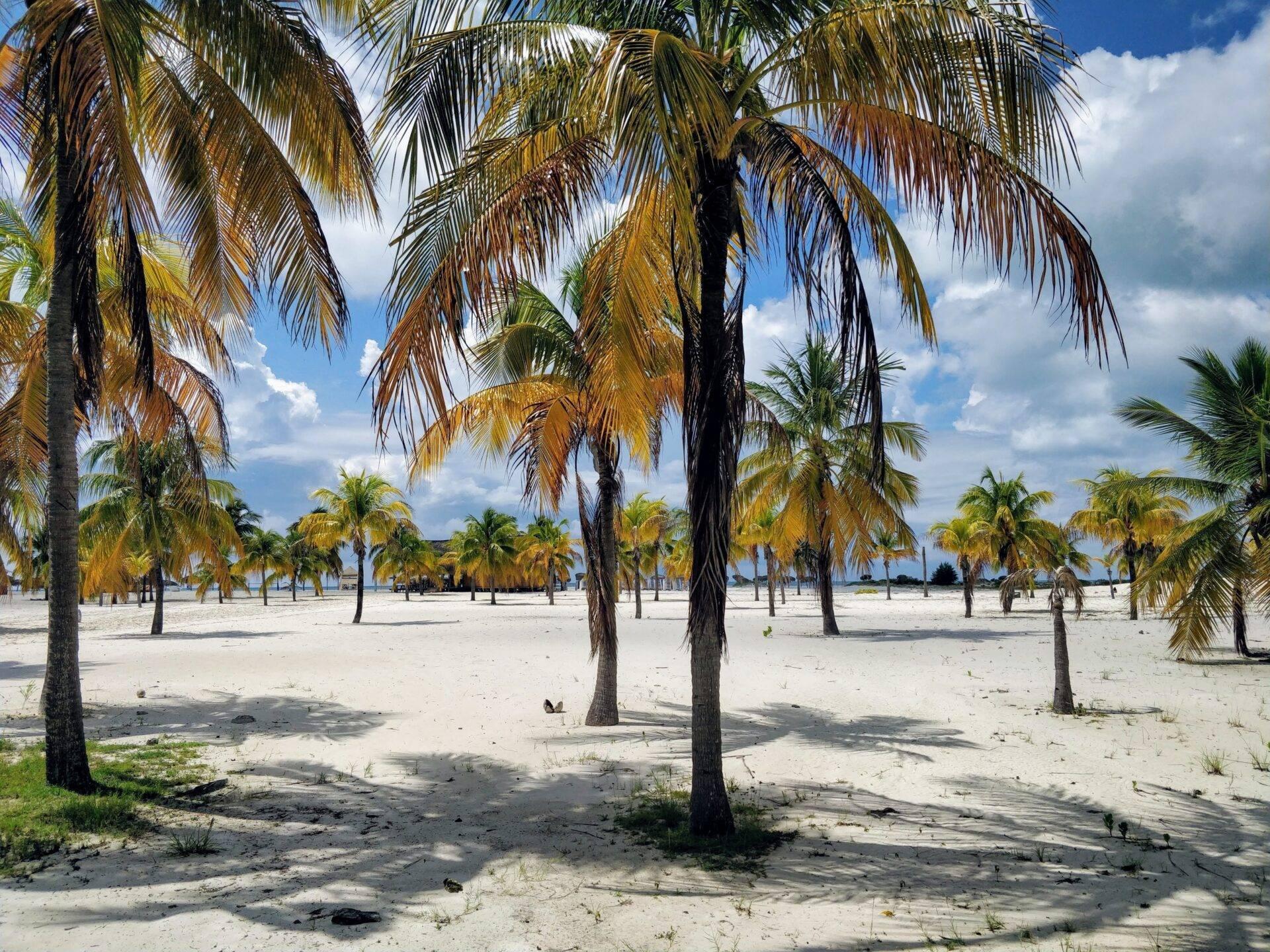 Plage de sable blanc avec cocotiers aux palmes dorées sous un ciel bleu nuageux