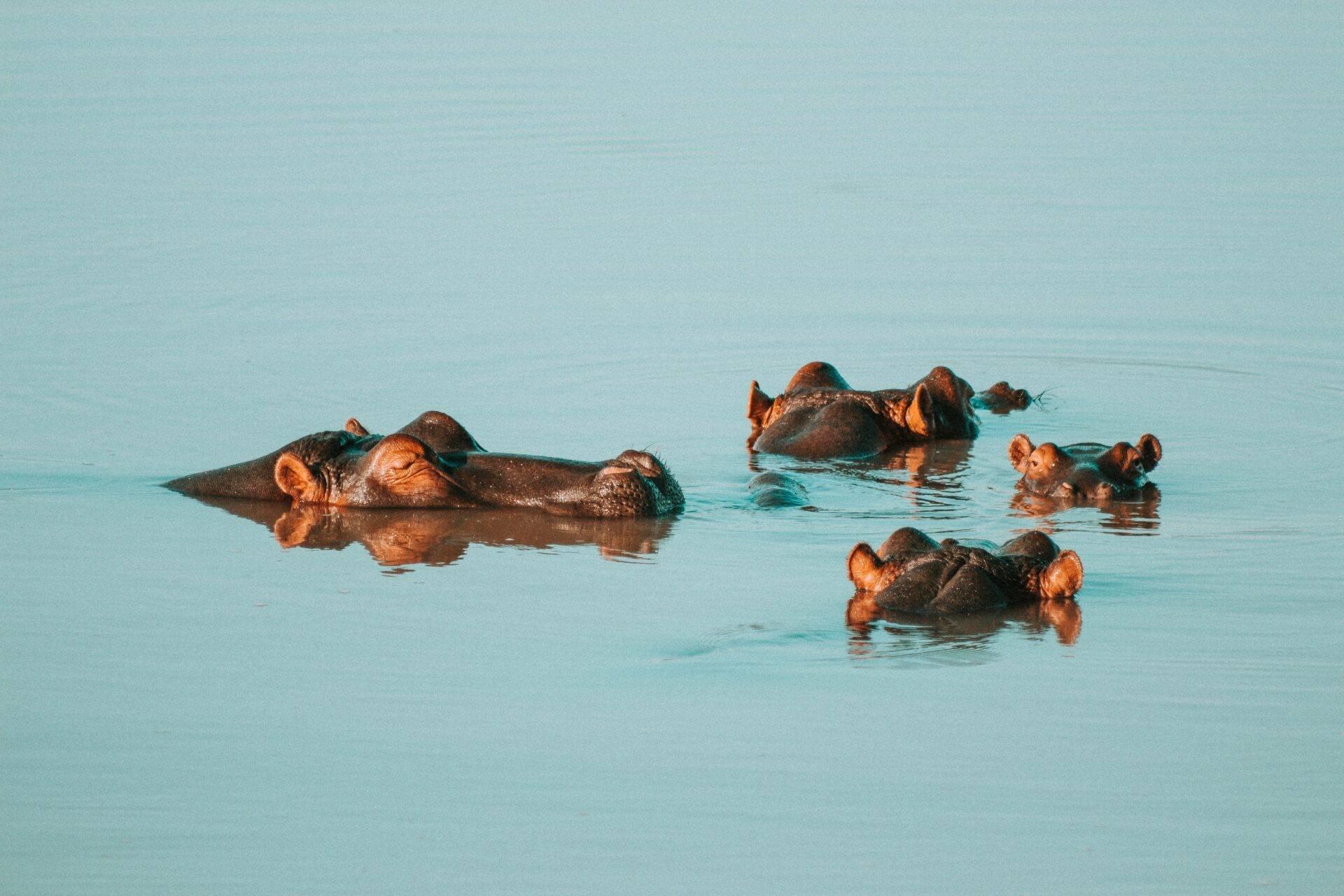 Un groupe d’hippopotames dans l’eau peu profonde d’une rivière, immergés avec leurs têtes émergentes