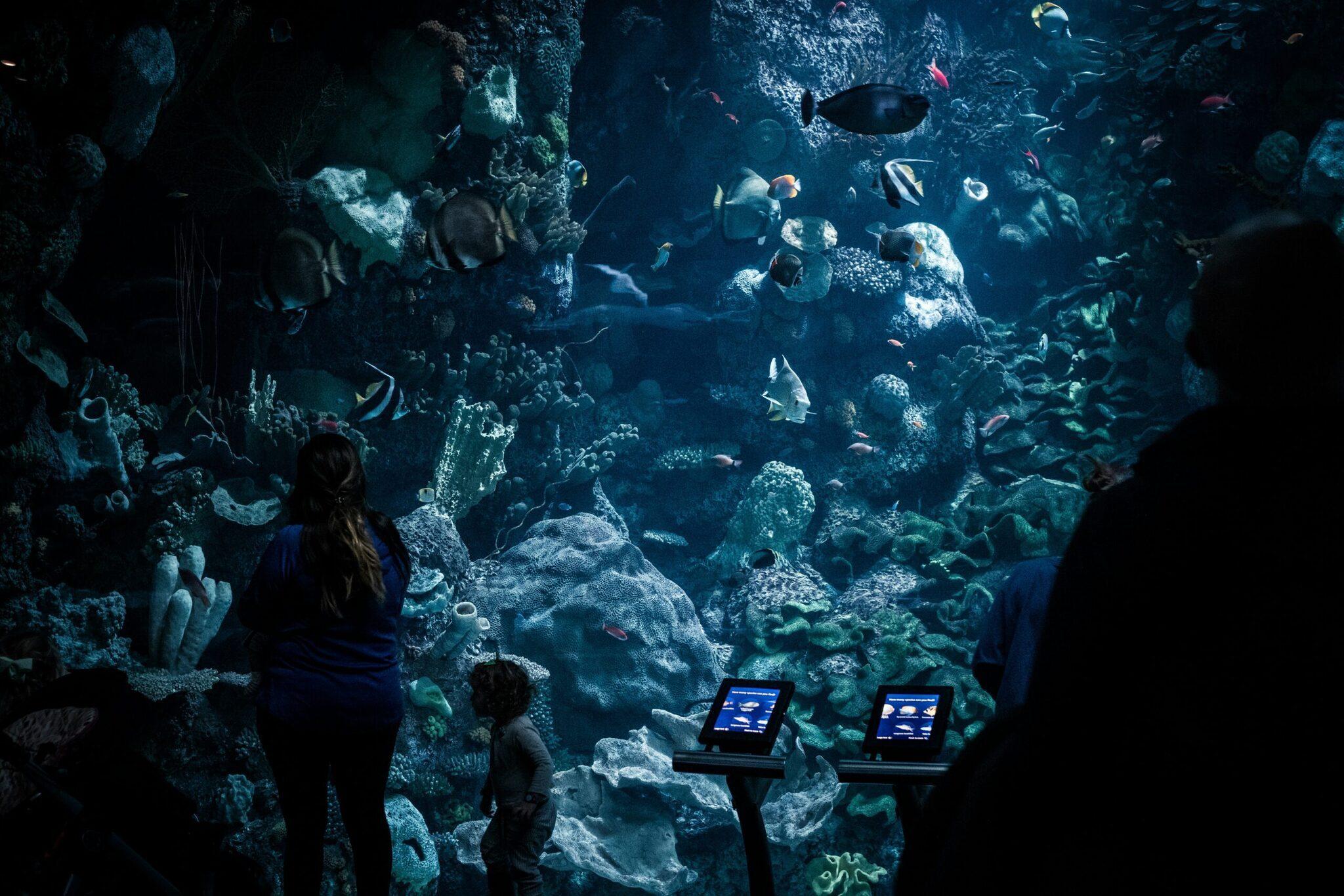 Des visiteurs observent un grand aquarium avec coraux et poissons tropicaux à travers une vitre, panneaux informatifs visibles