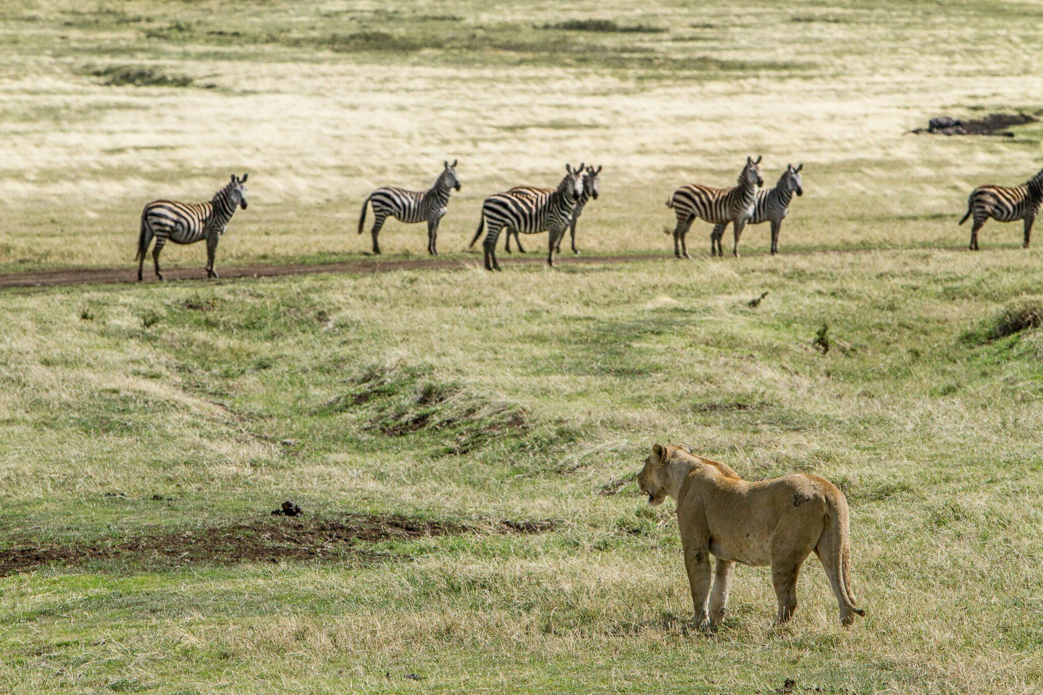 Une lionne observe un groupe de zèbres dans la savane herbeuse d’un parc animalier africain