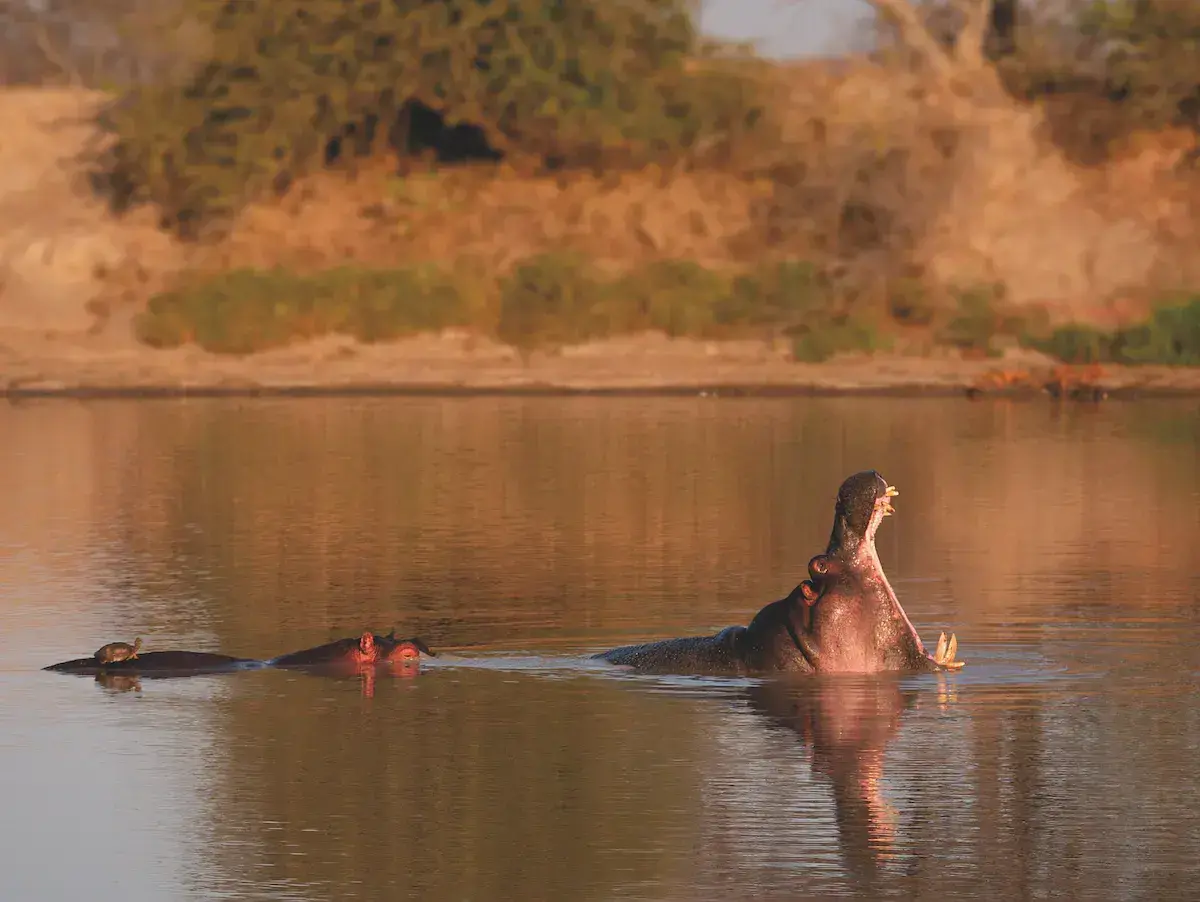 Hippopotame avec sa gueule ouverte dans une rivière africaine, accompagné d’autres individus à proximité