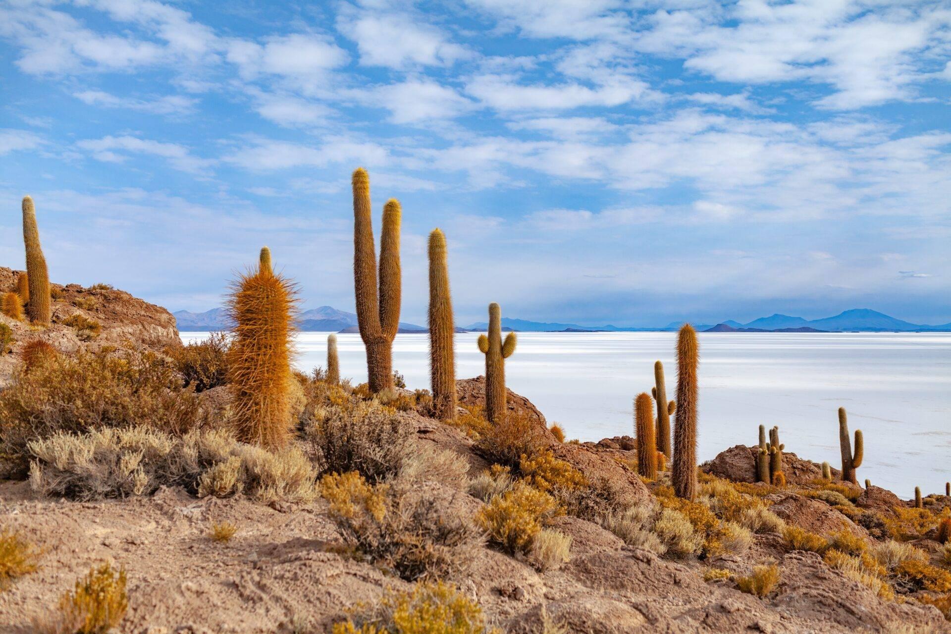 Paysage désertique avec cactus candélabres géants surplombant un lac blanc et des montagnes lointaines